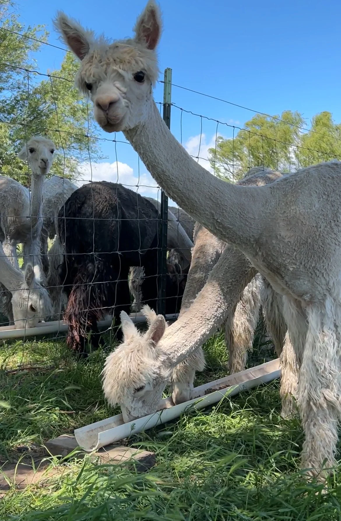 the long skinny neck of a smiling alpaca on the farm in Walla Walla