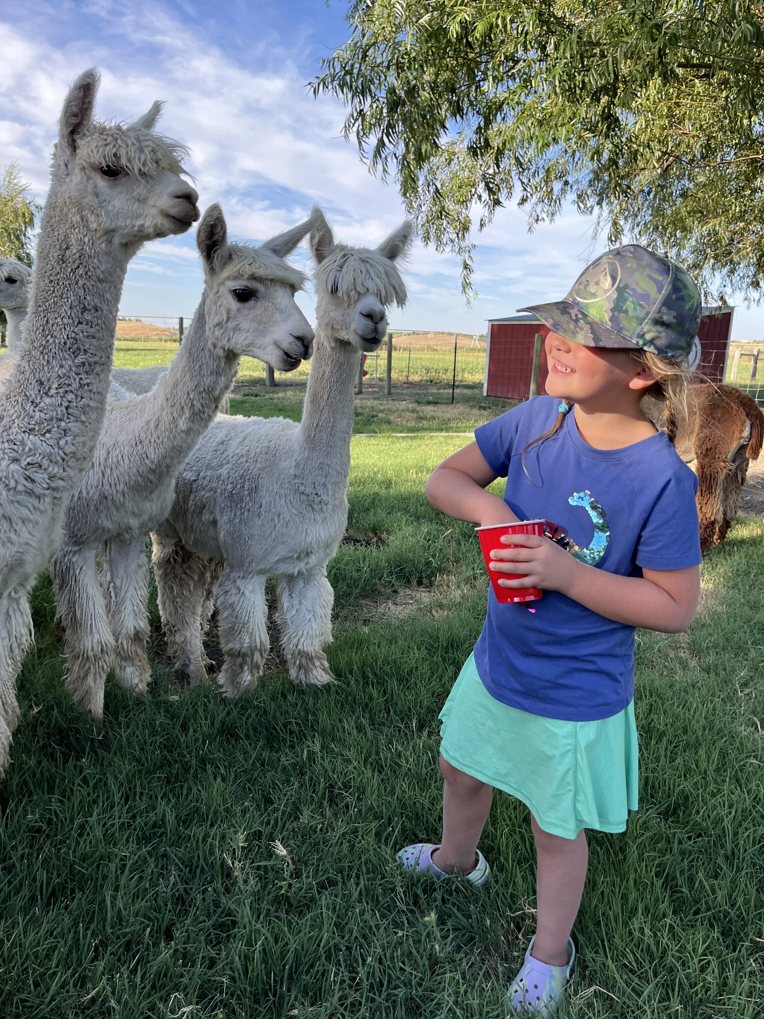 a young girl feeding several happy alpacas during a farm visit in Walla Walla, Washington