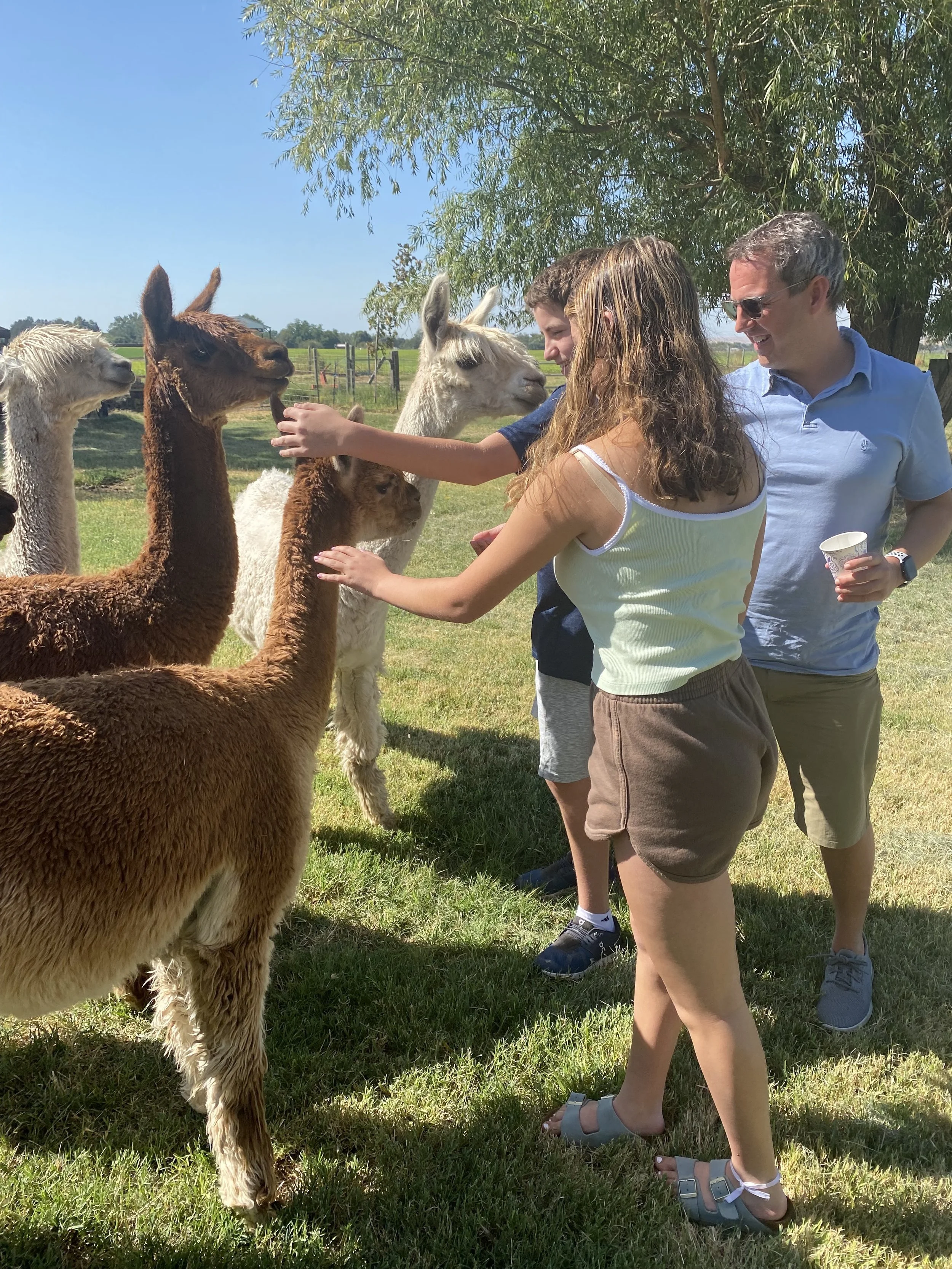 a family farm visit meeting alpacas