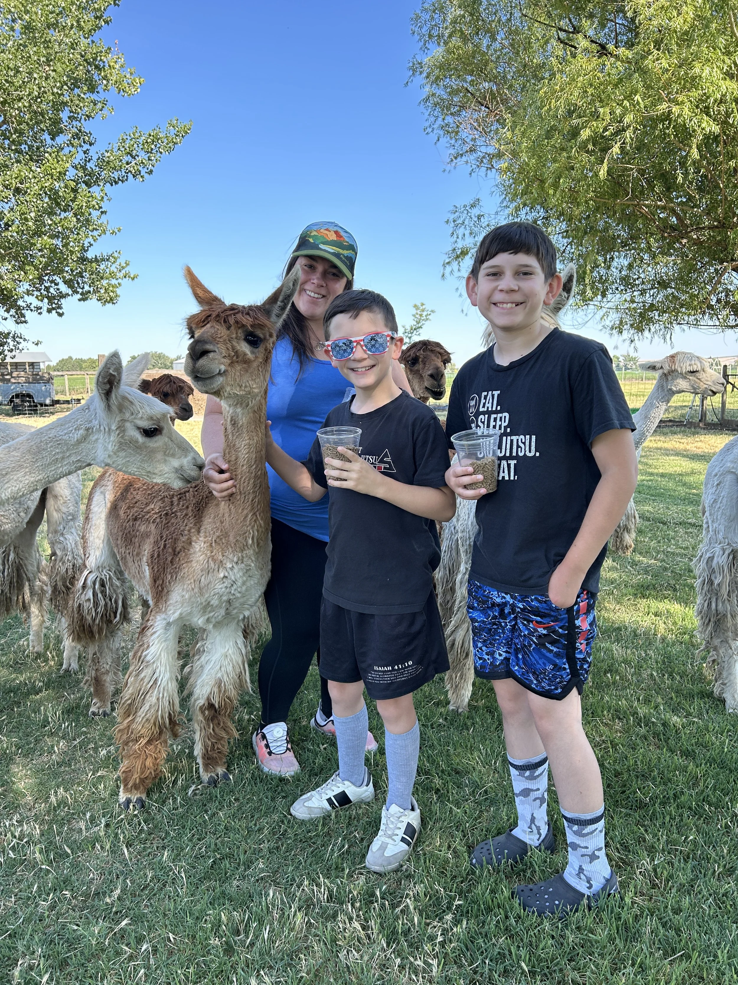 a family enjoying hand feeding alpaca