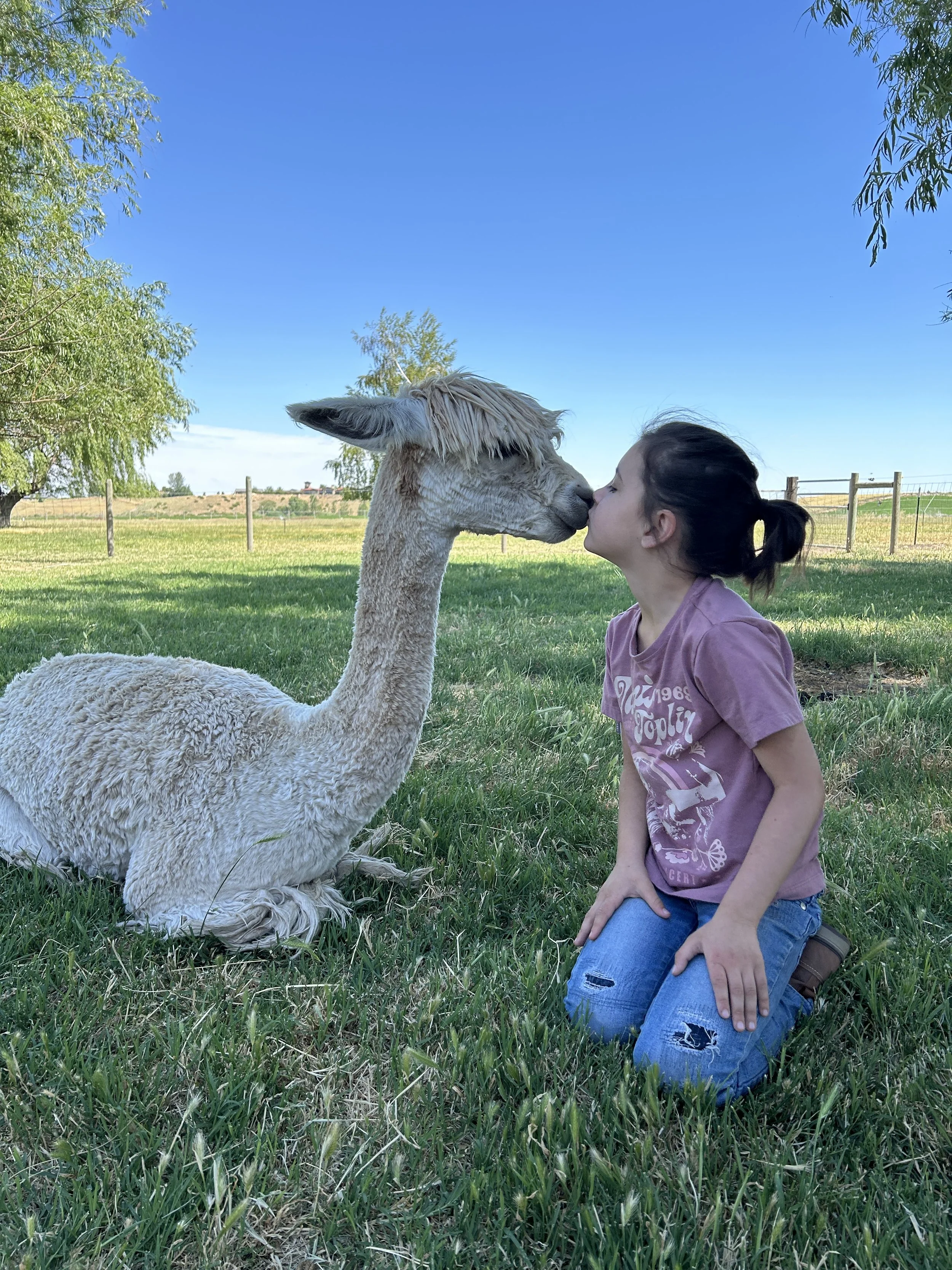 a young girl sitting on the grass giving an alpaca a kiss on the nose during a farm visit