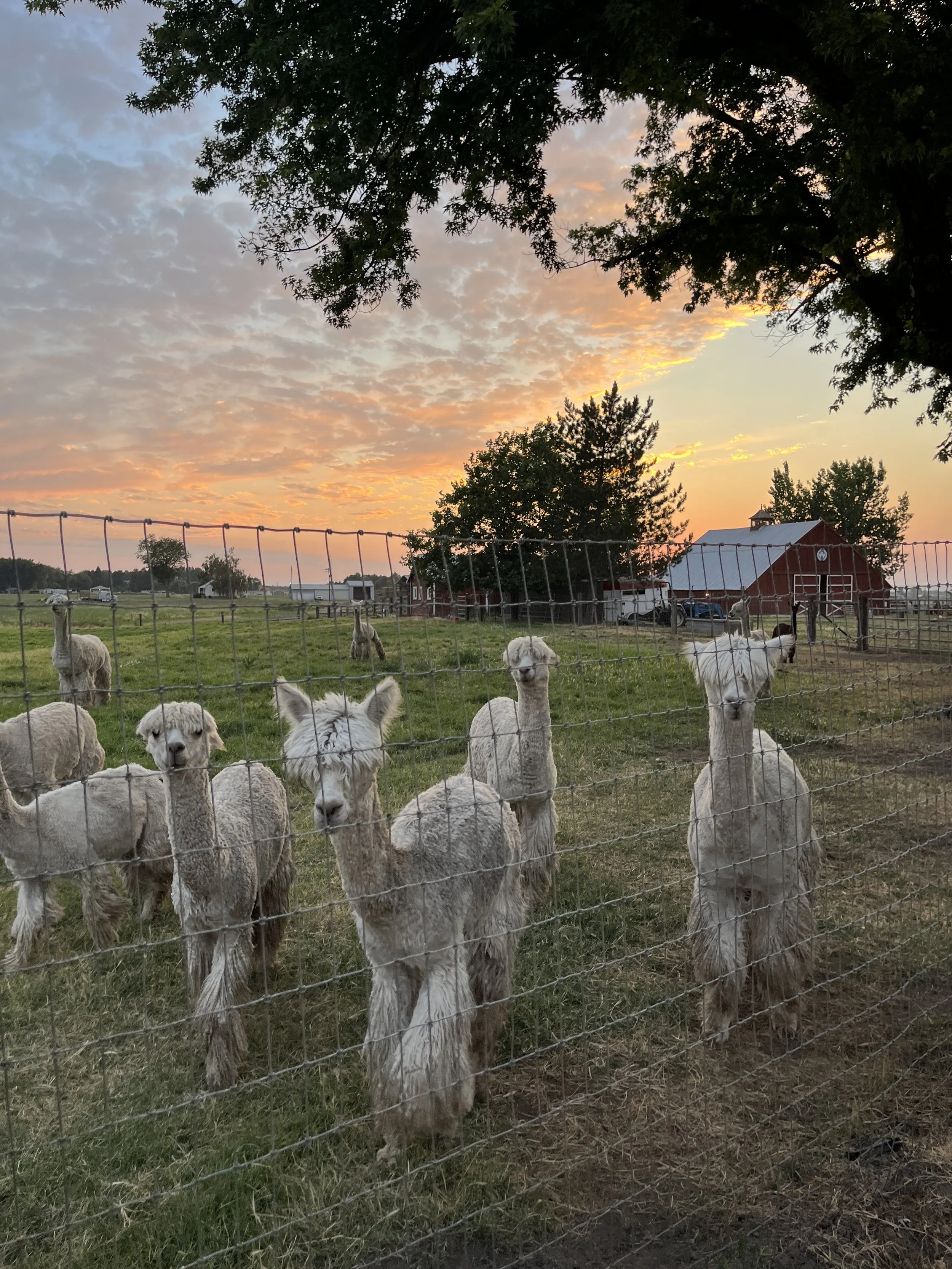 a herd of alpacas with a sunset sky and red barn in the background