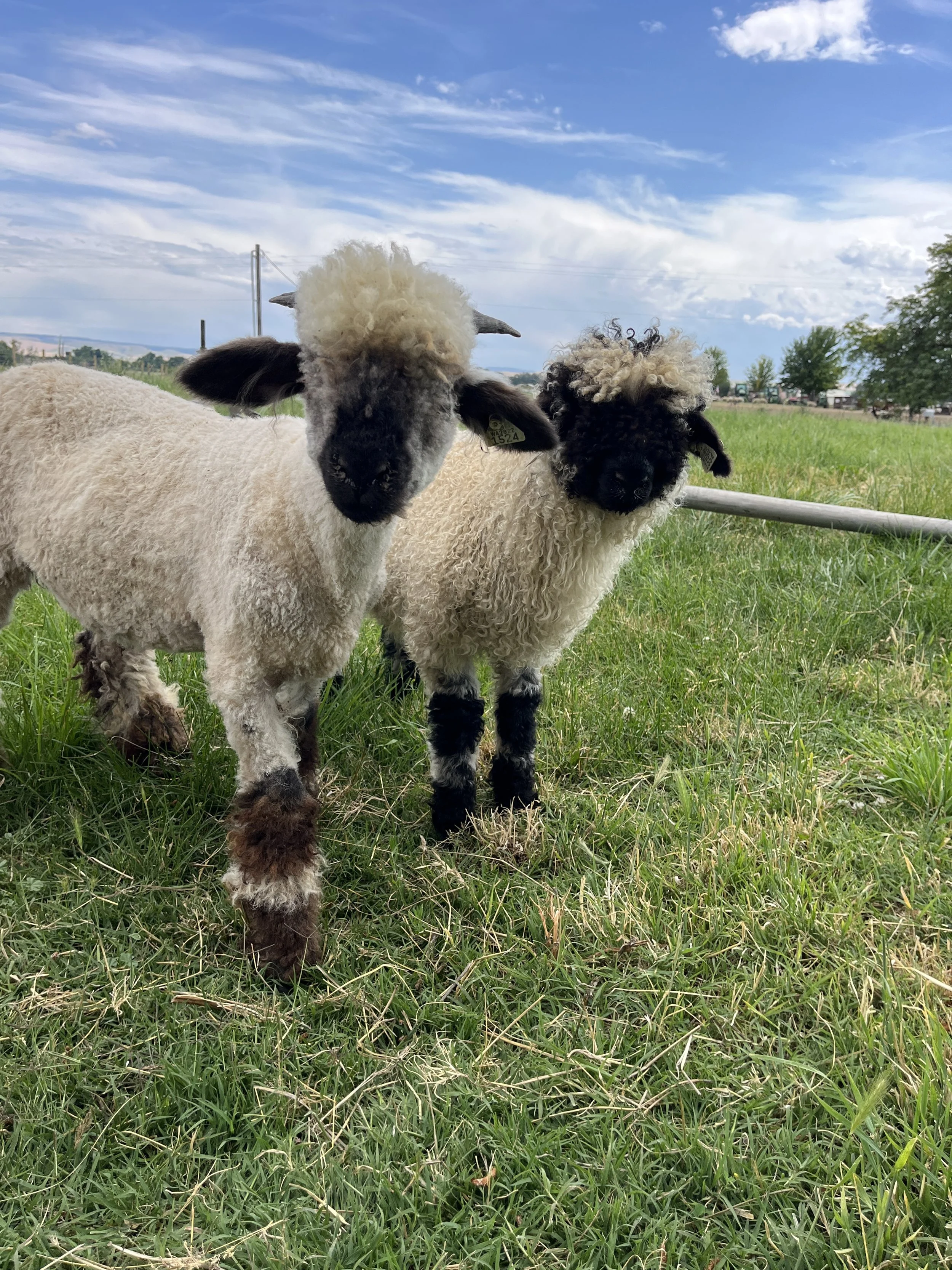 two adorable black and white sheep on a green grass pasture in Walla Walla, Washington