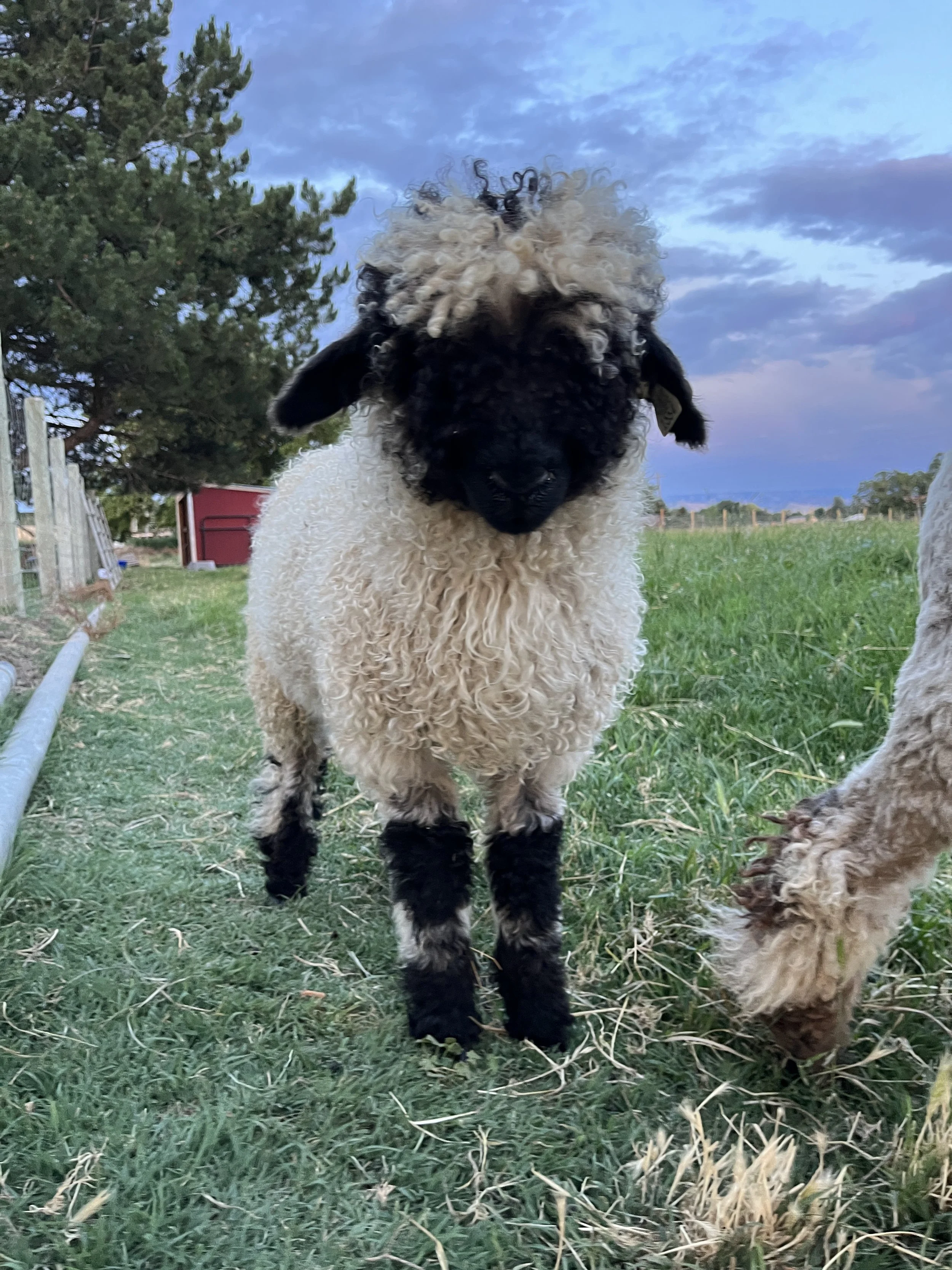 an adorable valais blacknose sheep in a green pasture in Walla Walla, Washington