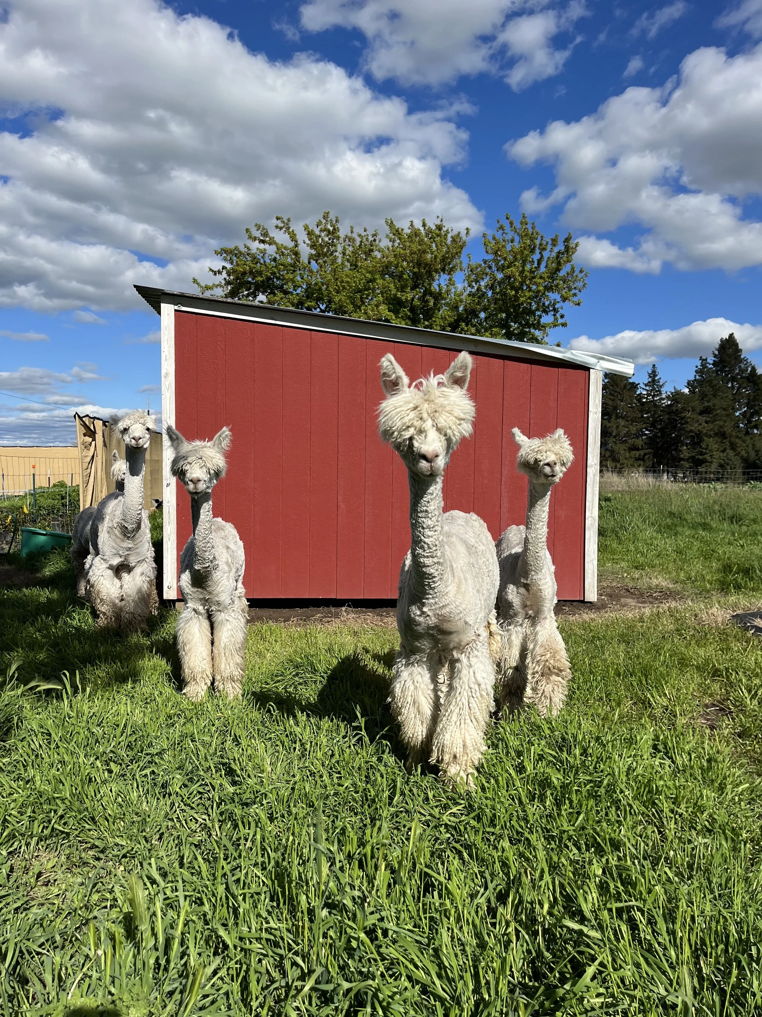 Farm Grown Knitwear