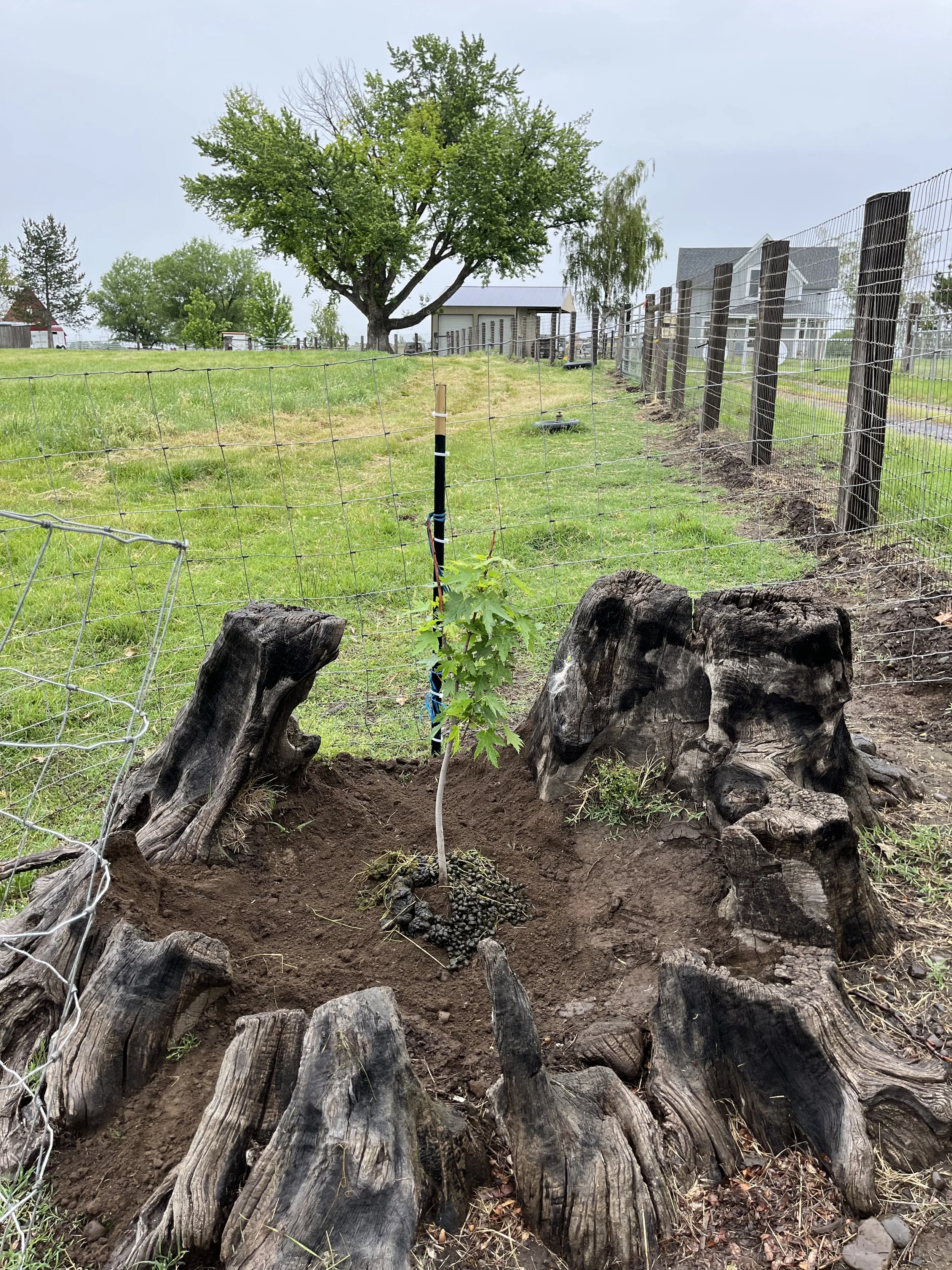 newly-planted-tree