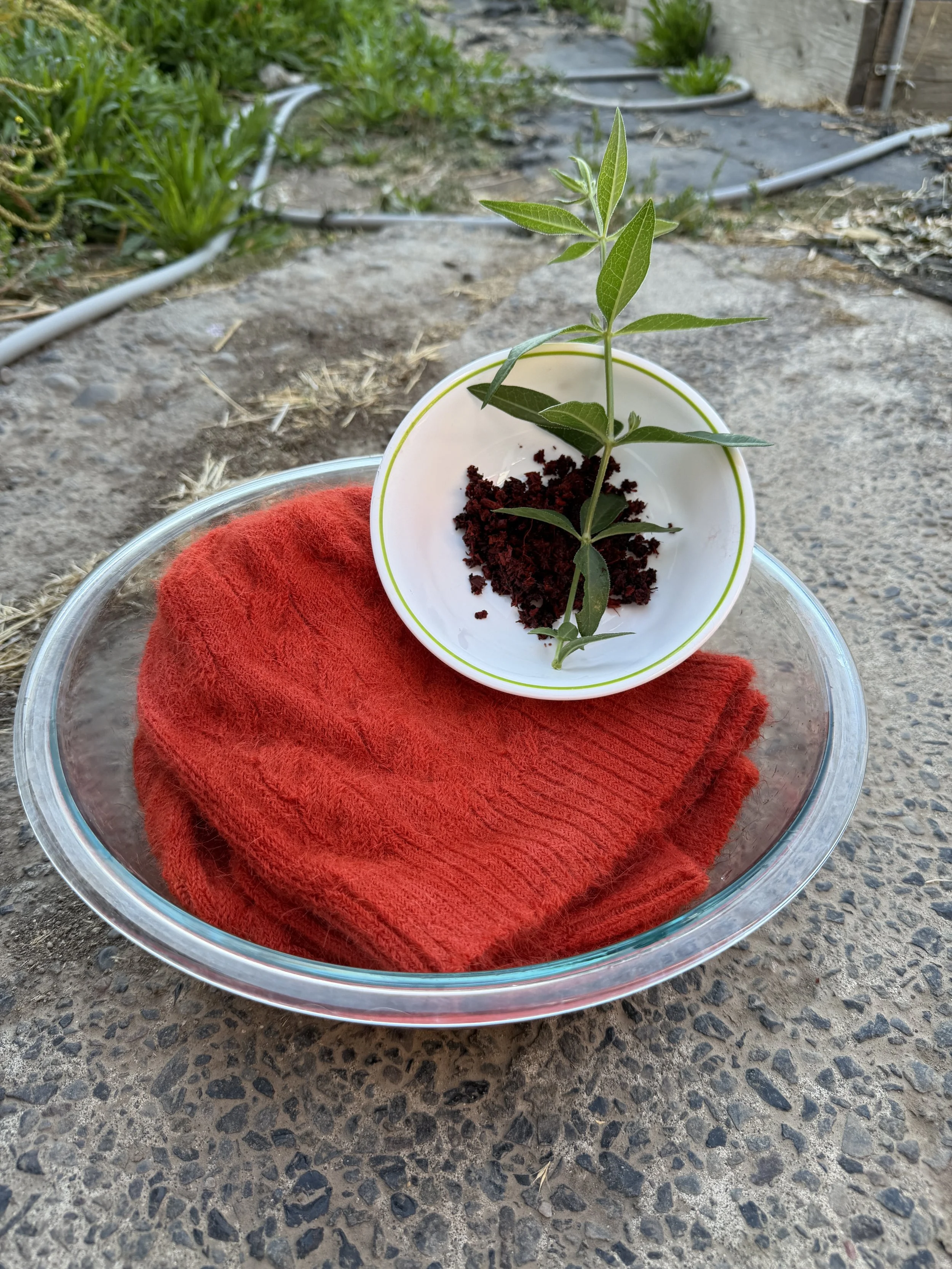 madder root on herd hats