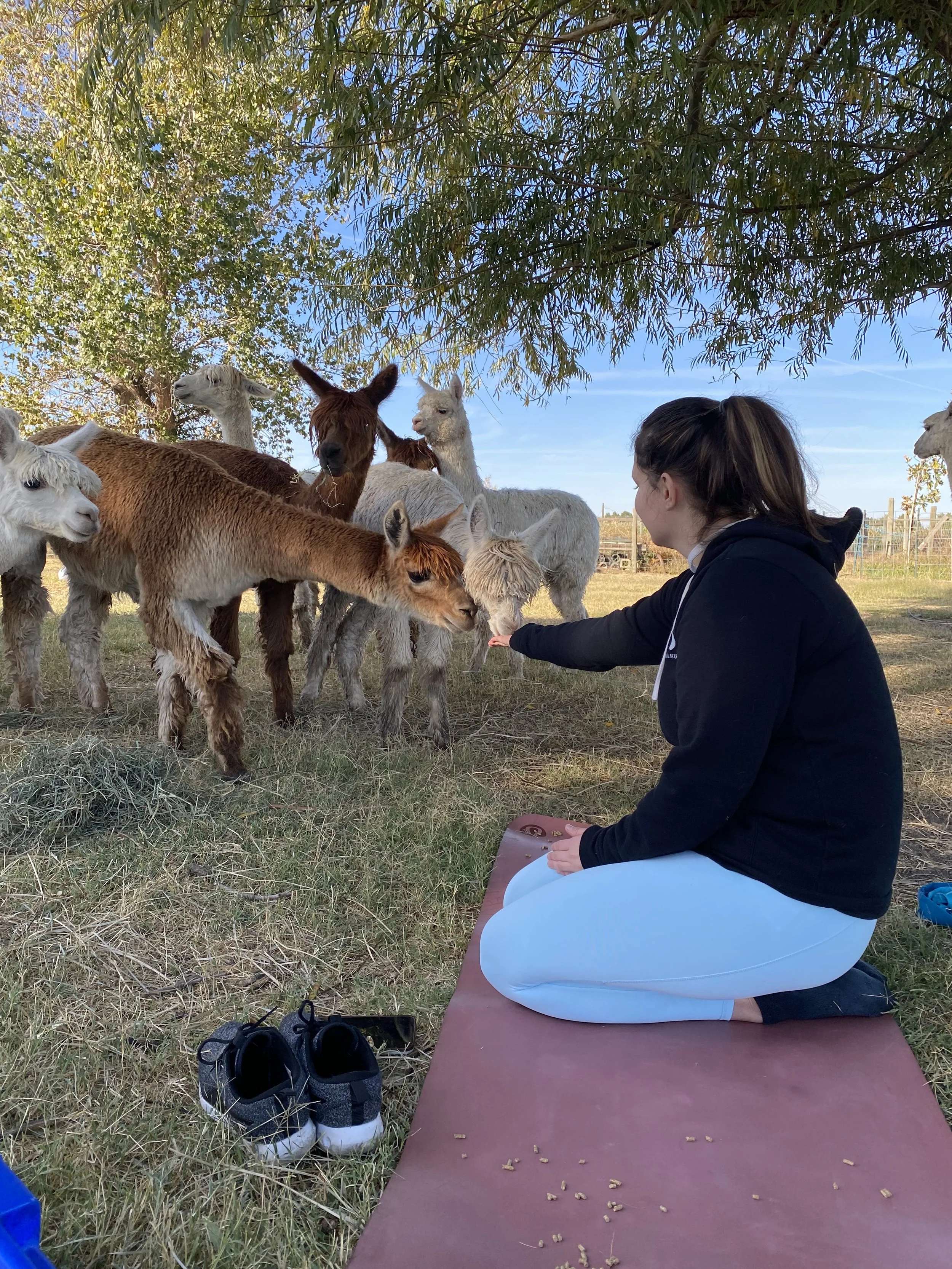 alpaca-hand-feeding