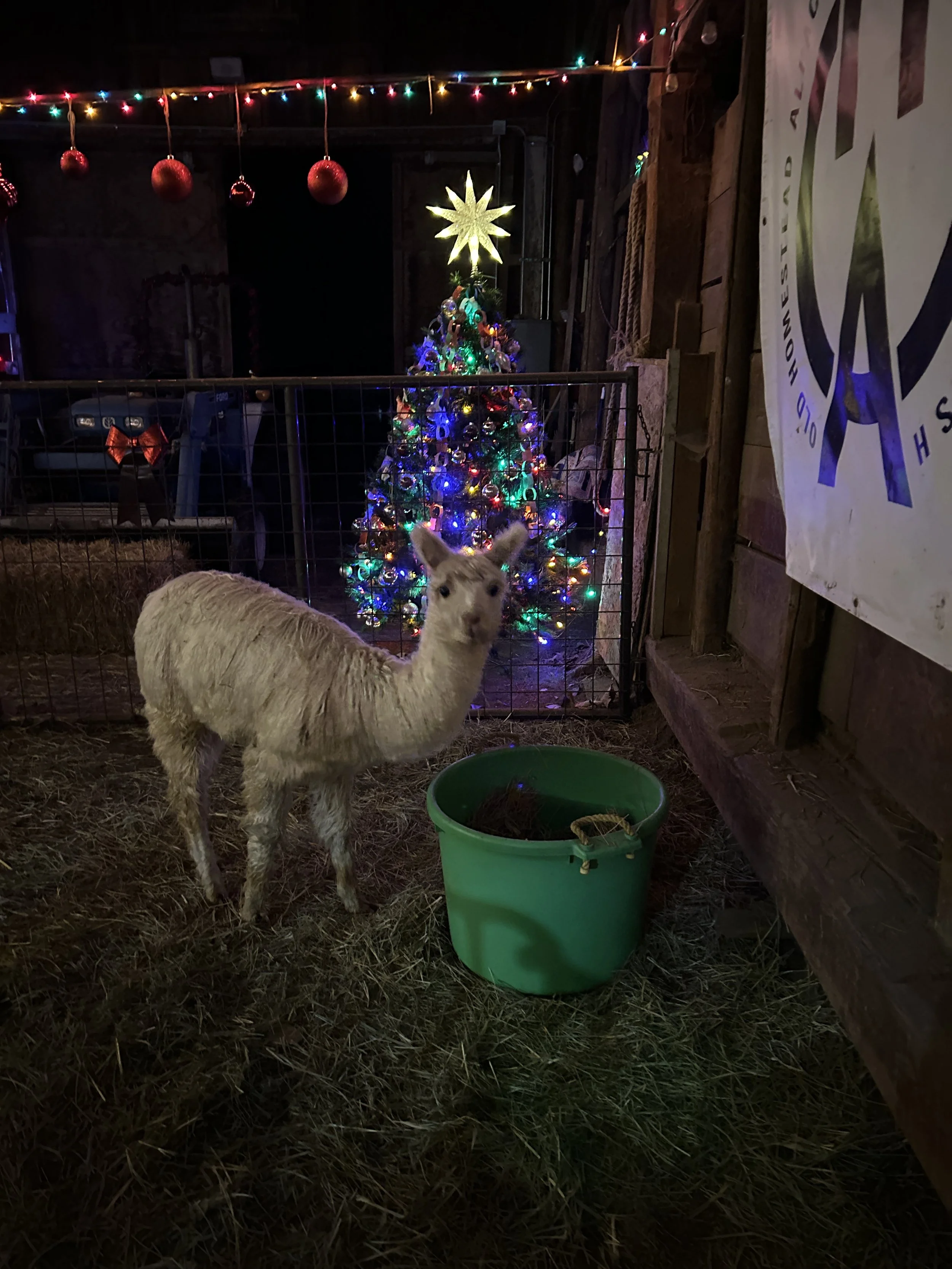 Christmas in the Barn 2025 meet & greet