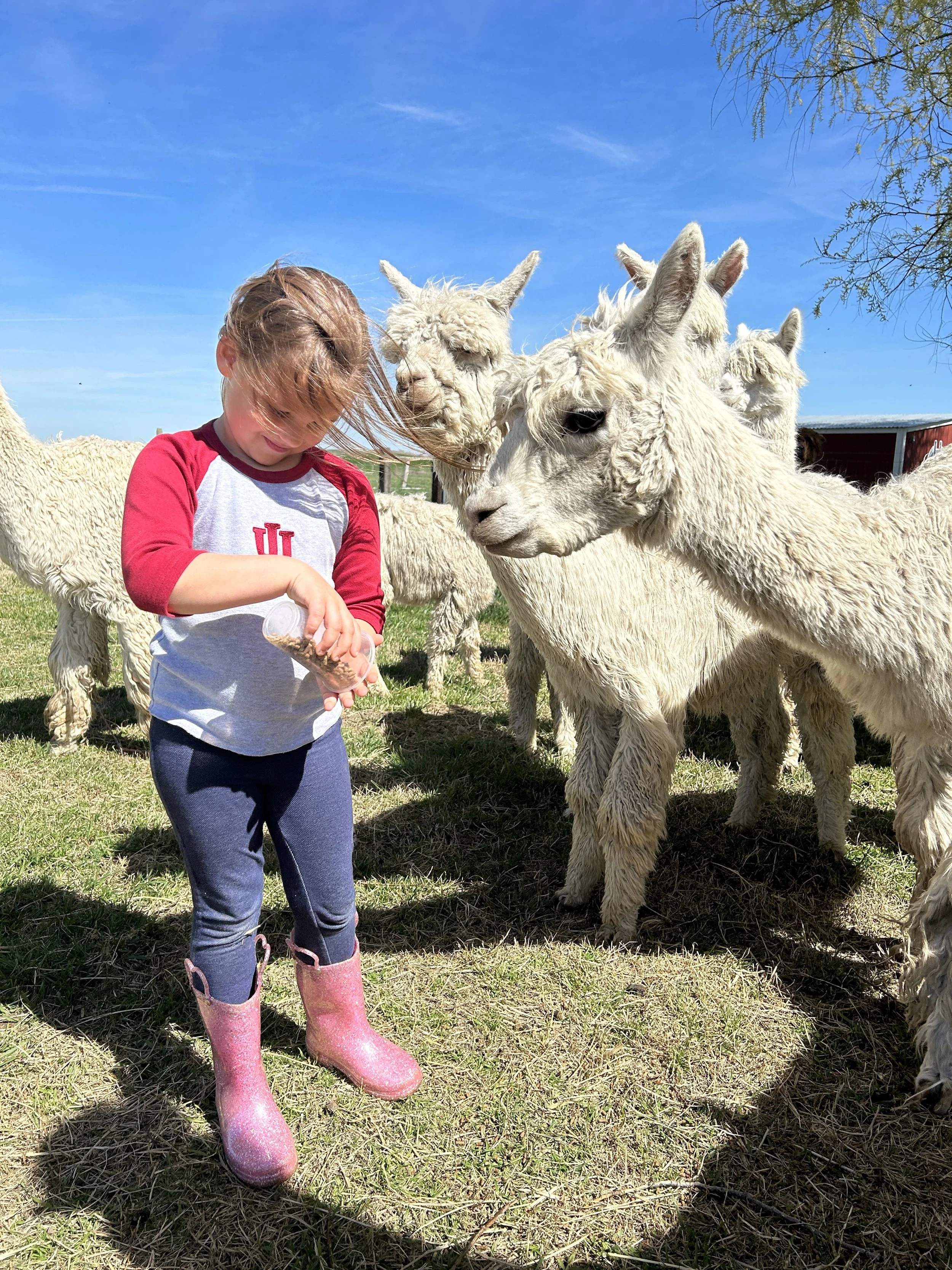 a smiling girl hand feeding fluffy alpacas on the farm in Walla Walla