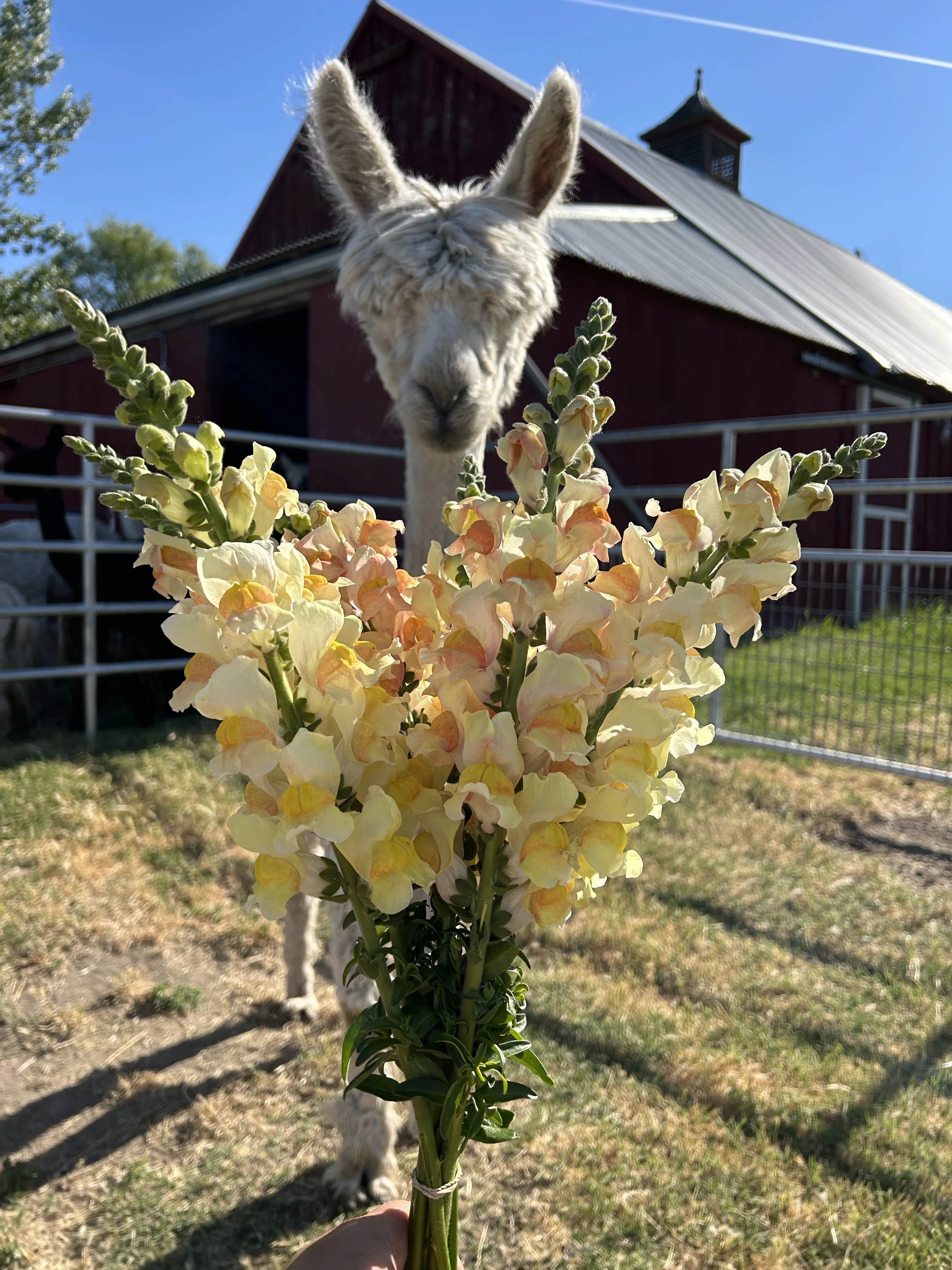 A person holding a bouquet of light pink and yellow snapdragon flowers in front of a llama on a farm, with a red barn and blue sky in the background.