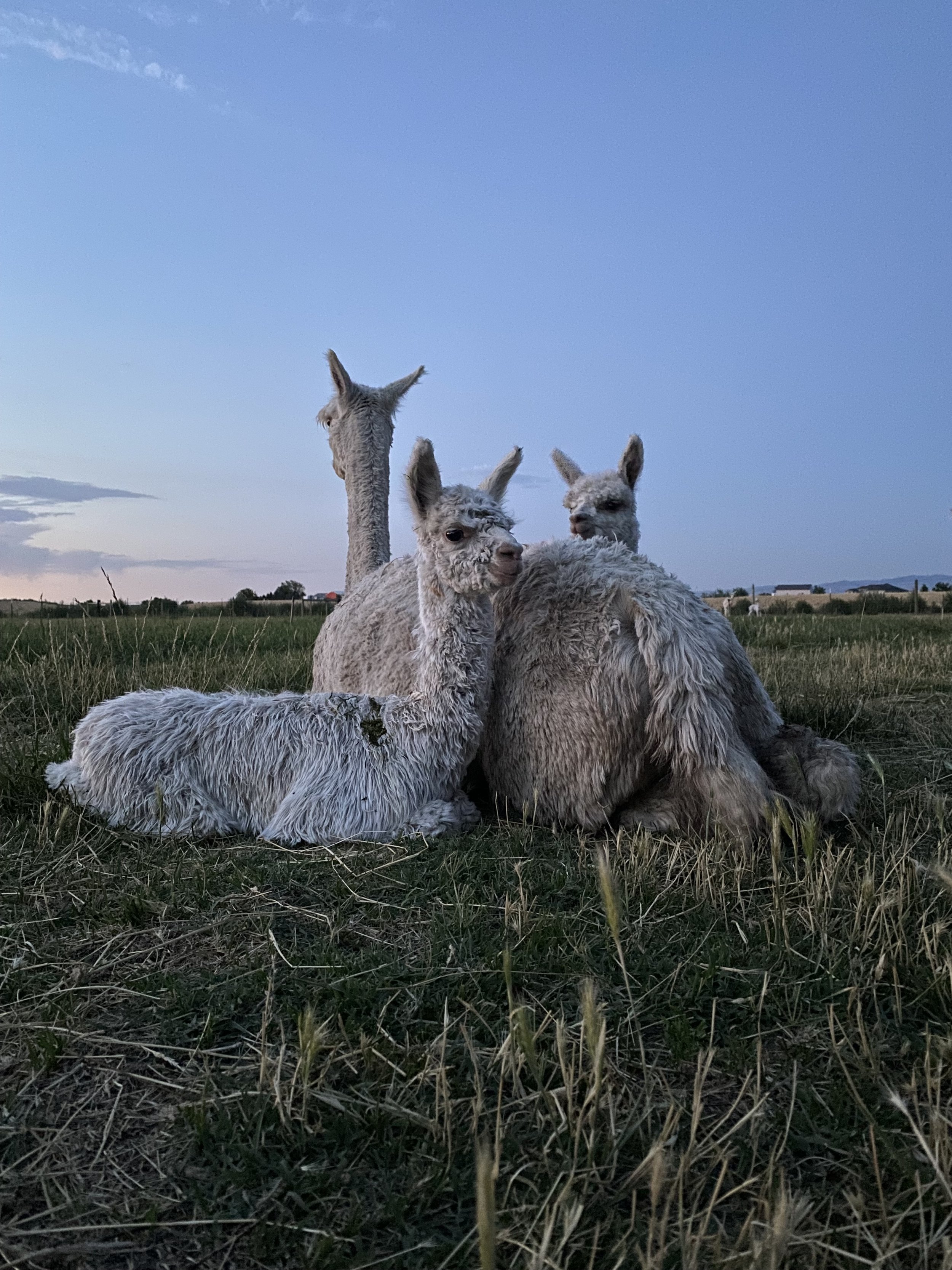 mama-with-baby-alpacas