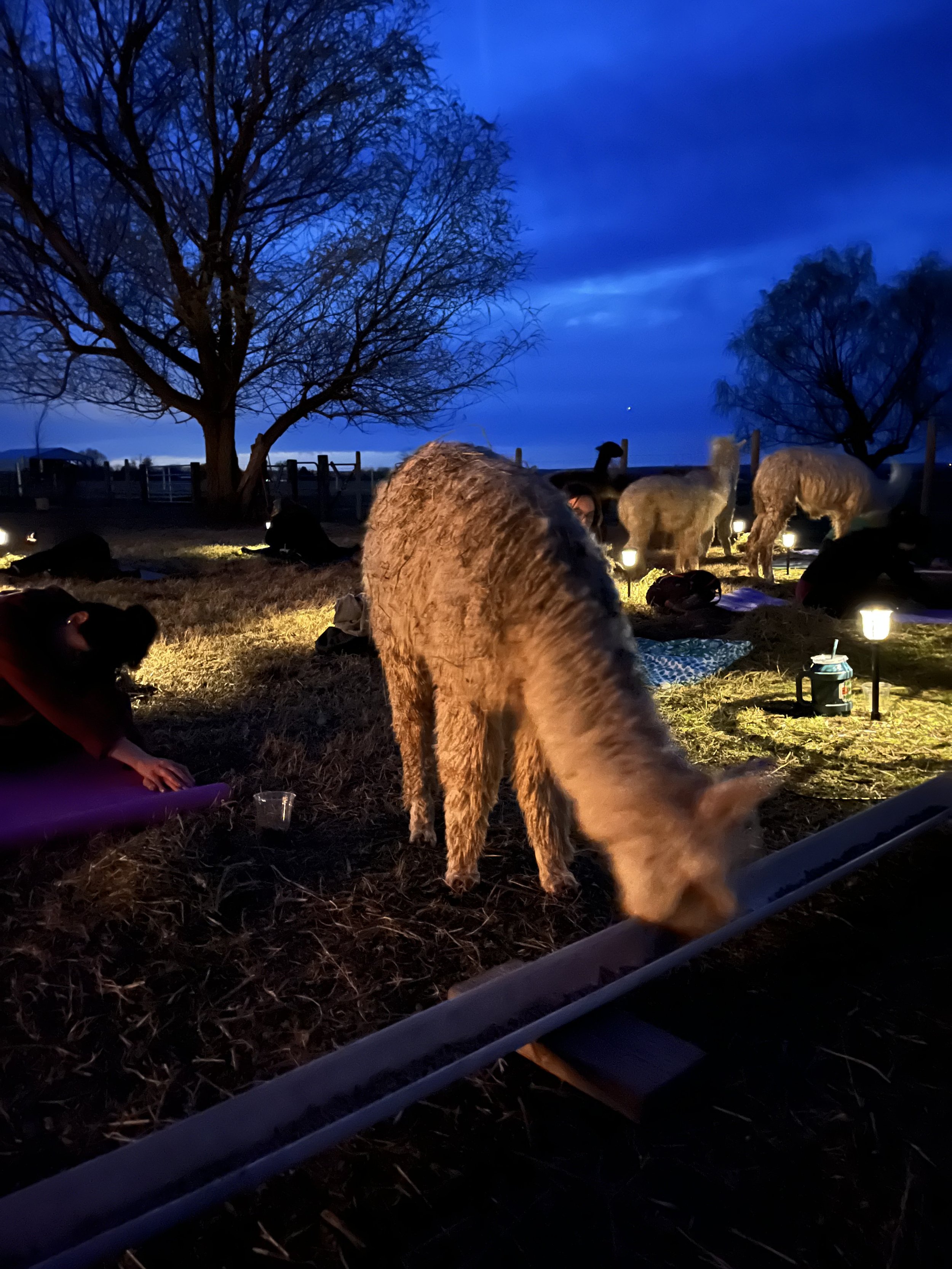 alpaca-yoga