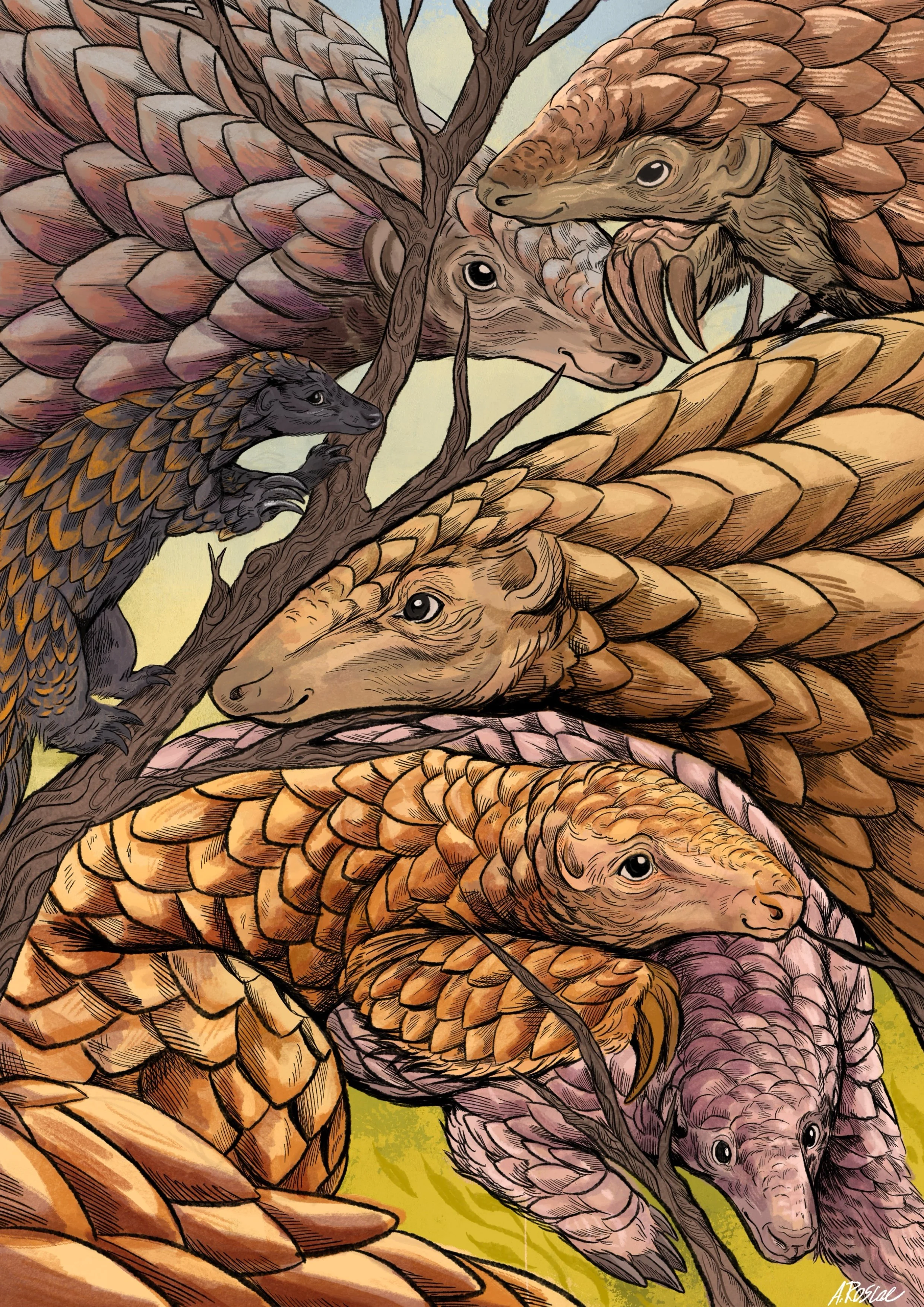 Print- Pangolin