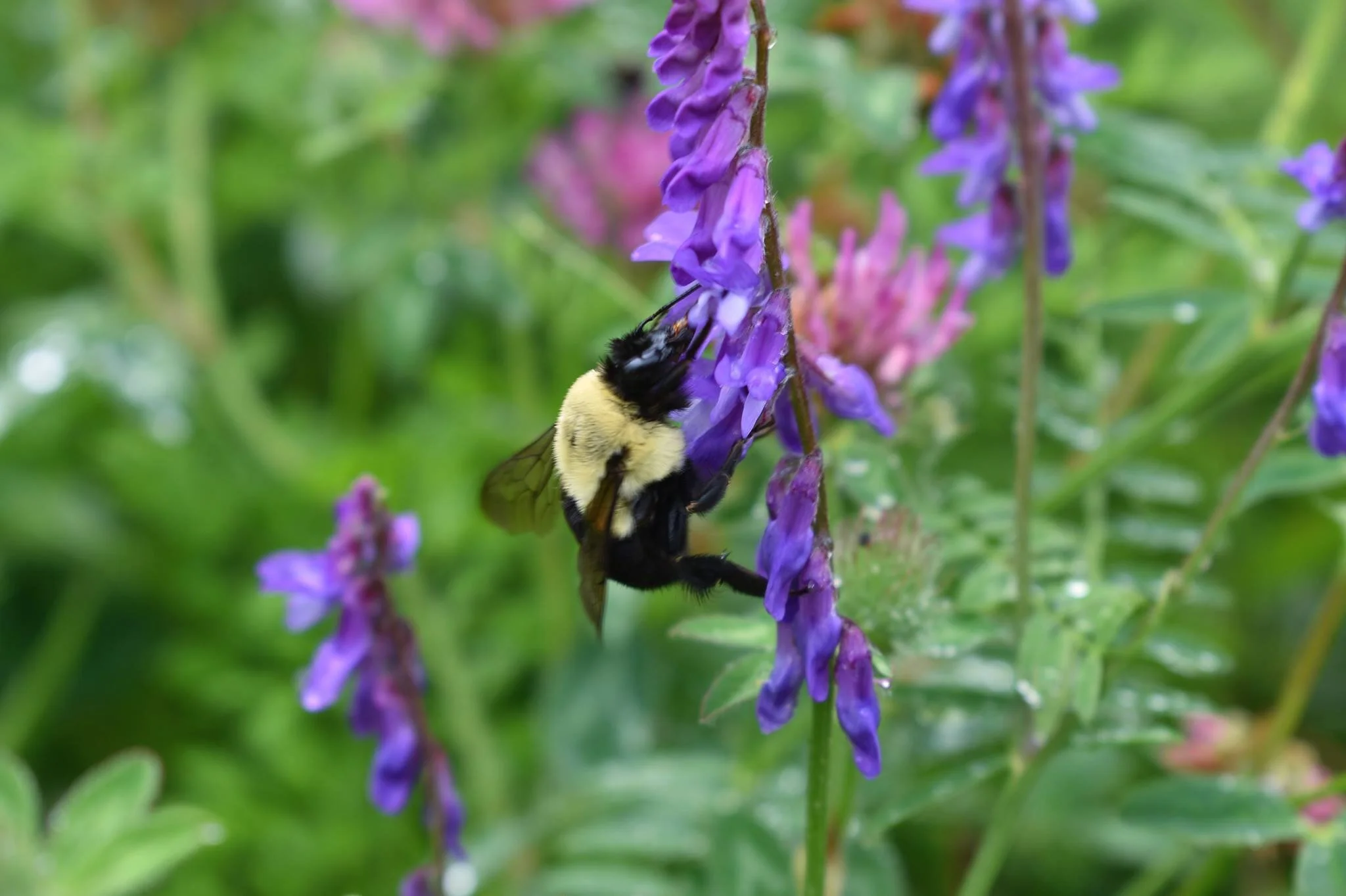 bee.jpg
