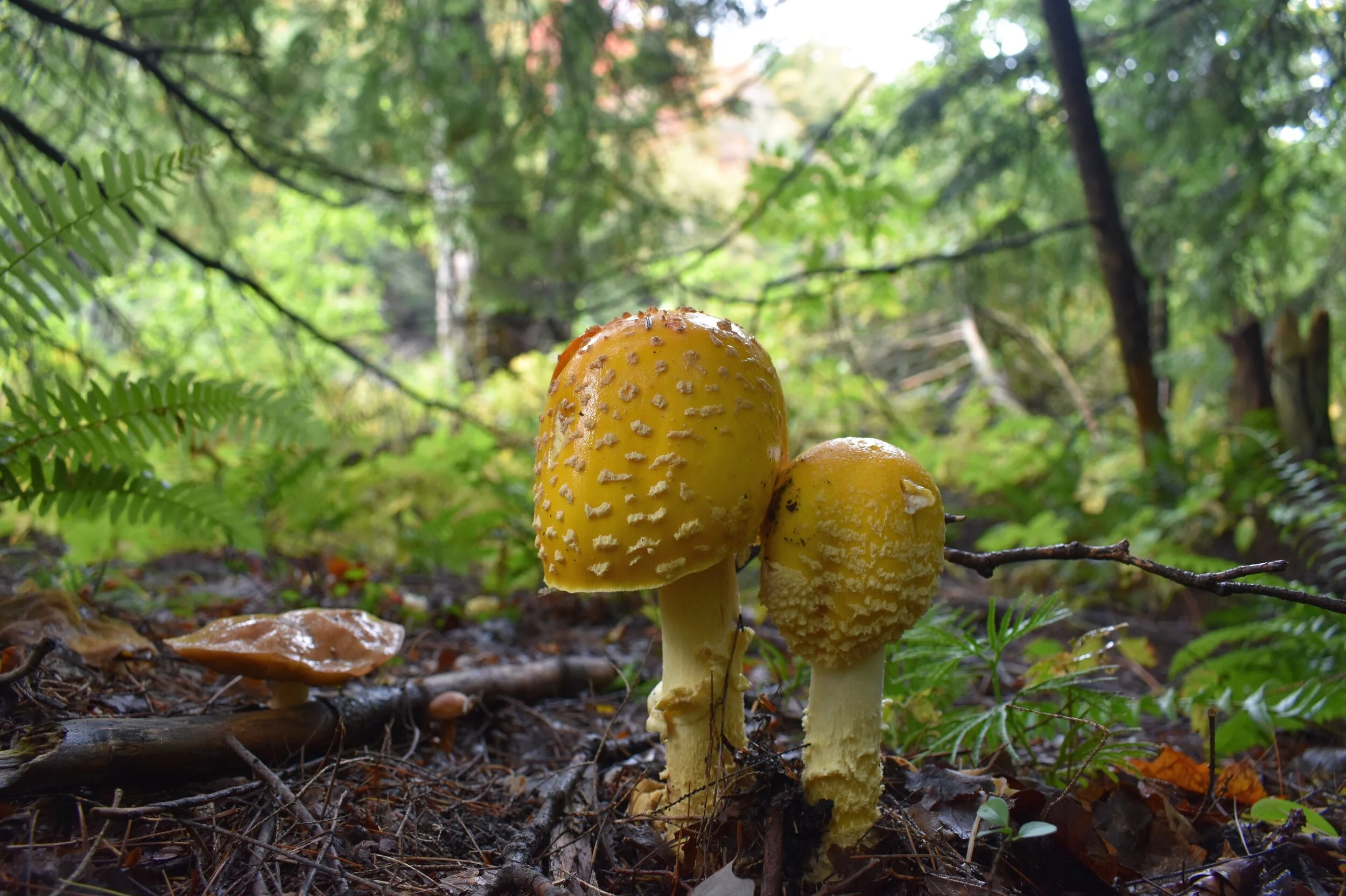 mushroom.JPG