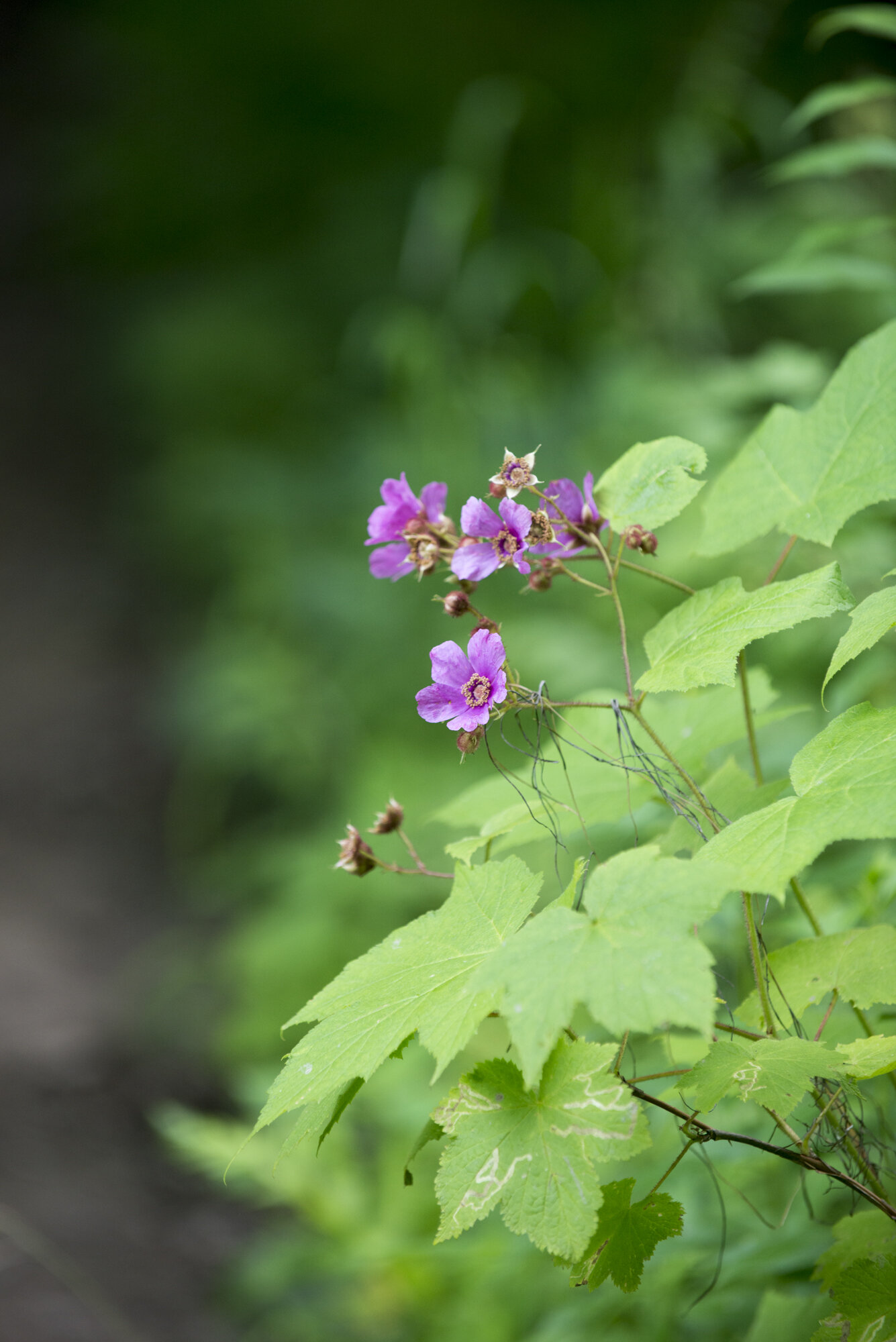 20190716_vtmiddlebury-36-2.jpg