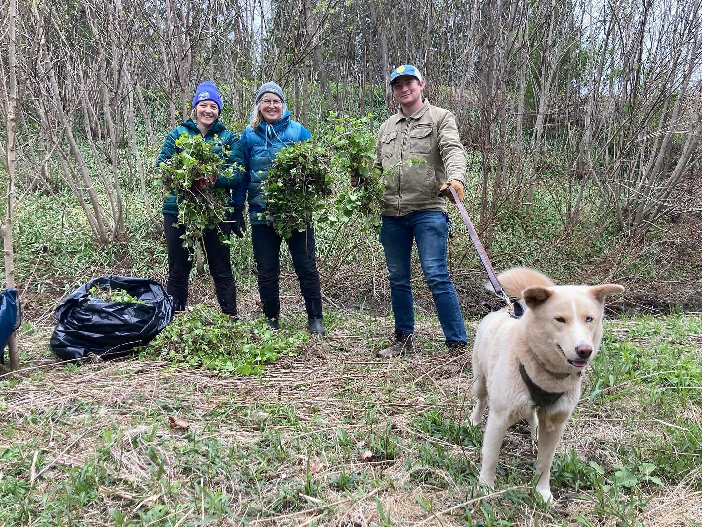 Take that invaders! 
MALT is hosting our annual invasives pulls at Otter View Park. We will be continuing to combat invasive Garlic Mustard, and Poison Parsnip. This is the continuation of a management effort that began over a decade ago. Thanks to y