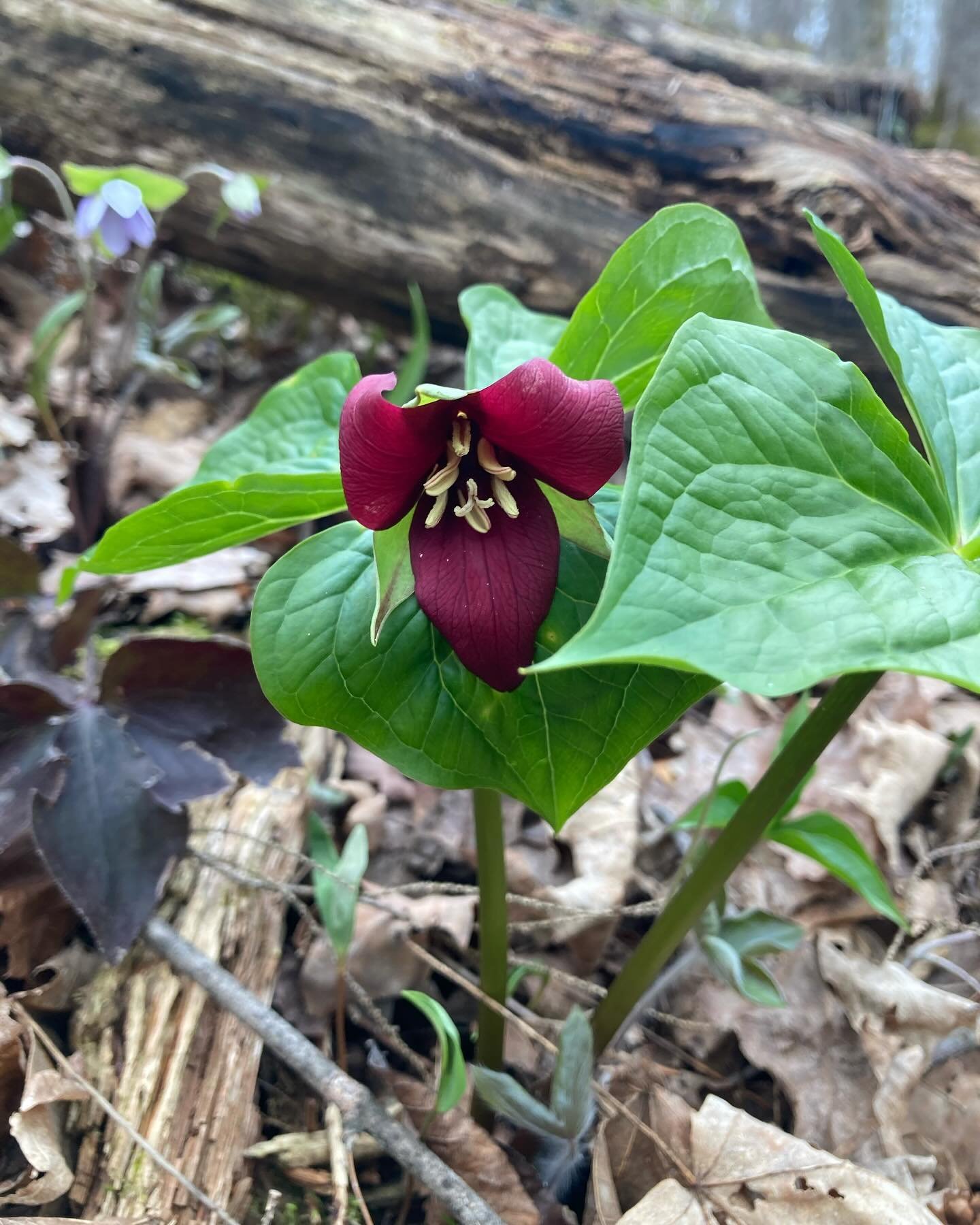 Spring flowers are emerging in the woods! These ephemerals put on a great show during the window between snow melt and leaf out. All of these photos are from the TAM in Otter Creek Gorge and Wright Park! 
What have you seen blooming this week?