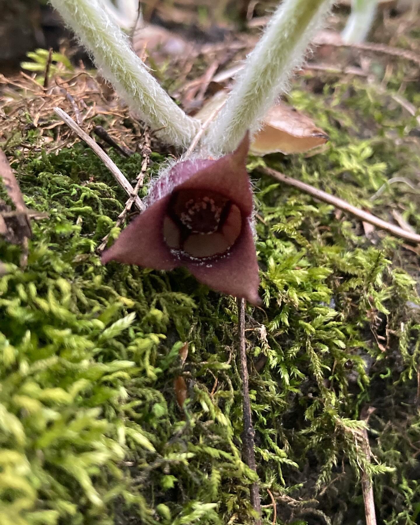 This may look like a scene from &ldquo;Stranger Things&rdquo; but it&rsquo;s actually another early spring flower in the Eastern woods! Can you identify it? Photo 2 shows the leaves.