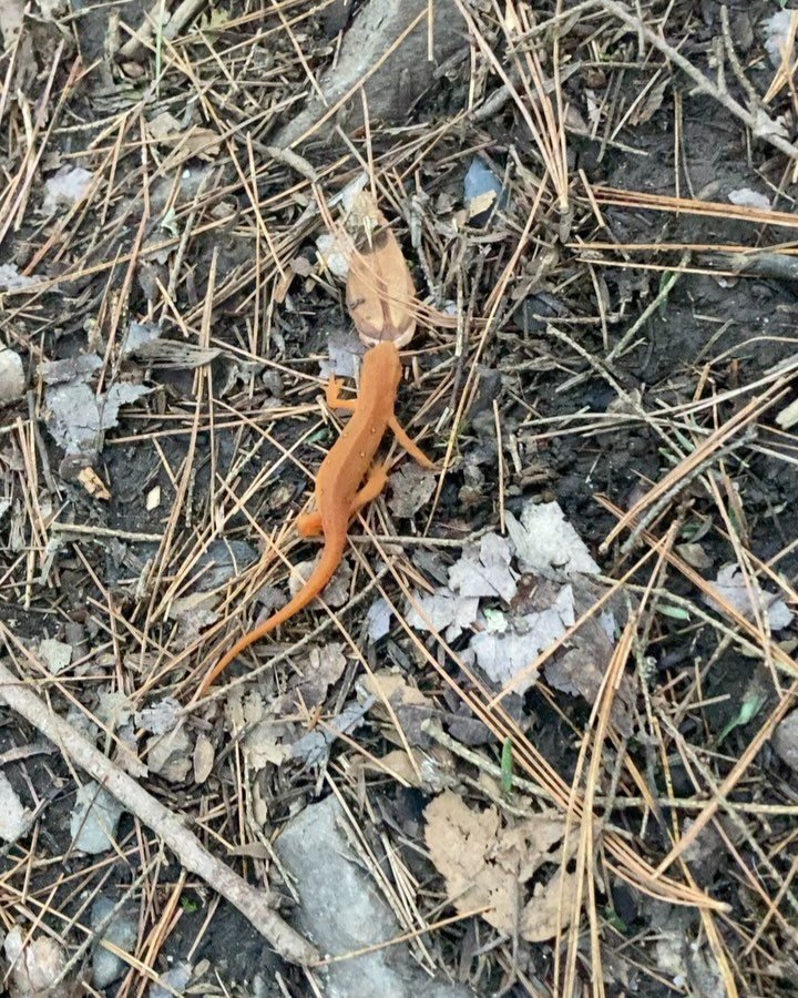 Spotted on the trails this week! All this beautiful sunshine is pushing more and more flowers into bloom, and getting our cold-blooded friends some extra &ldquo;spring&rdquo; in their step. Enjoy the great weather today everyone!