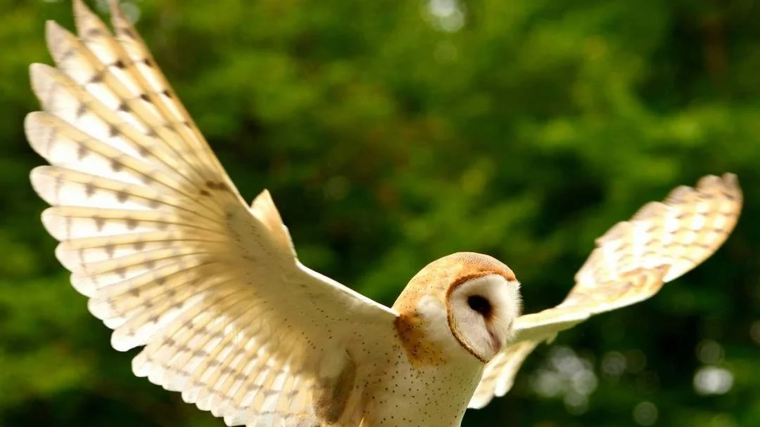 Raptor Encounter with VINS and MALT Summer Camp