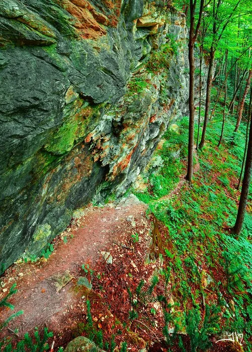 VOLUNTEER EVENT - Mid-Summer Volunteer Day