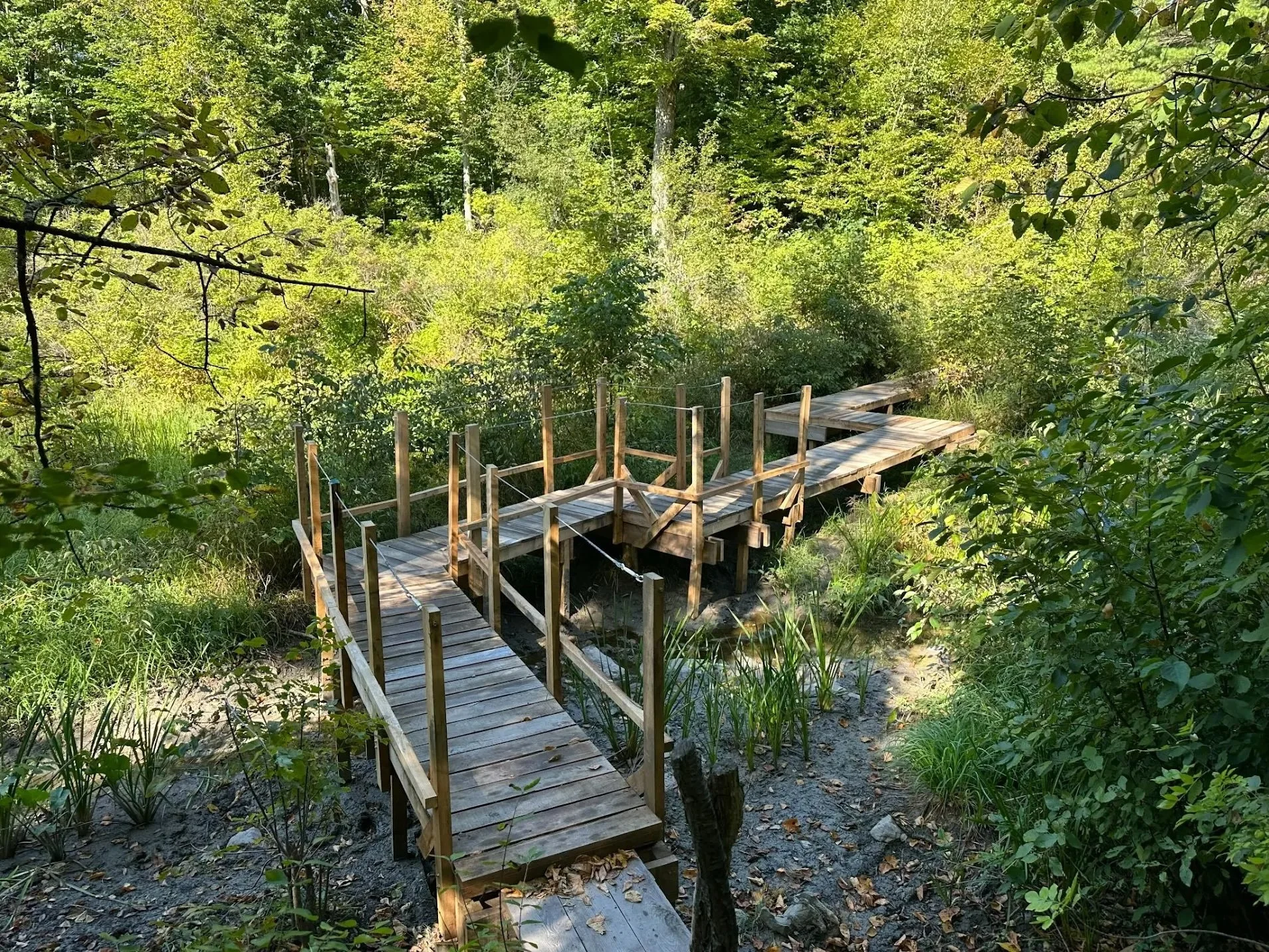 Wetland Walk with Zapata Courage
