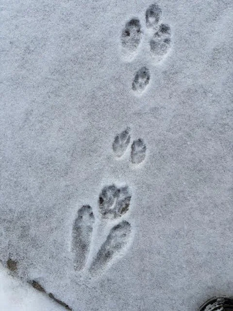 Snowshoe Safari: Winter Wildlife Tracking with Vermont Fish and Wildlife