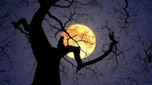 Full Moon Hike With Vermont Land Trust 