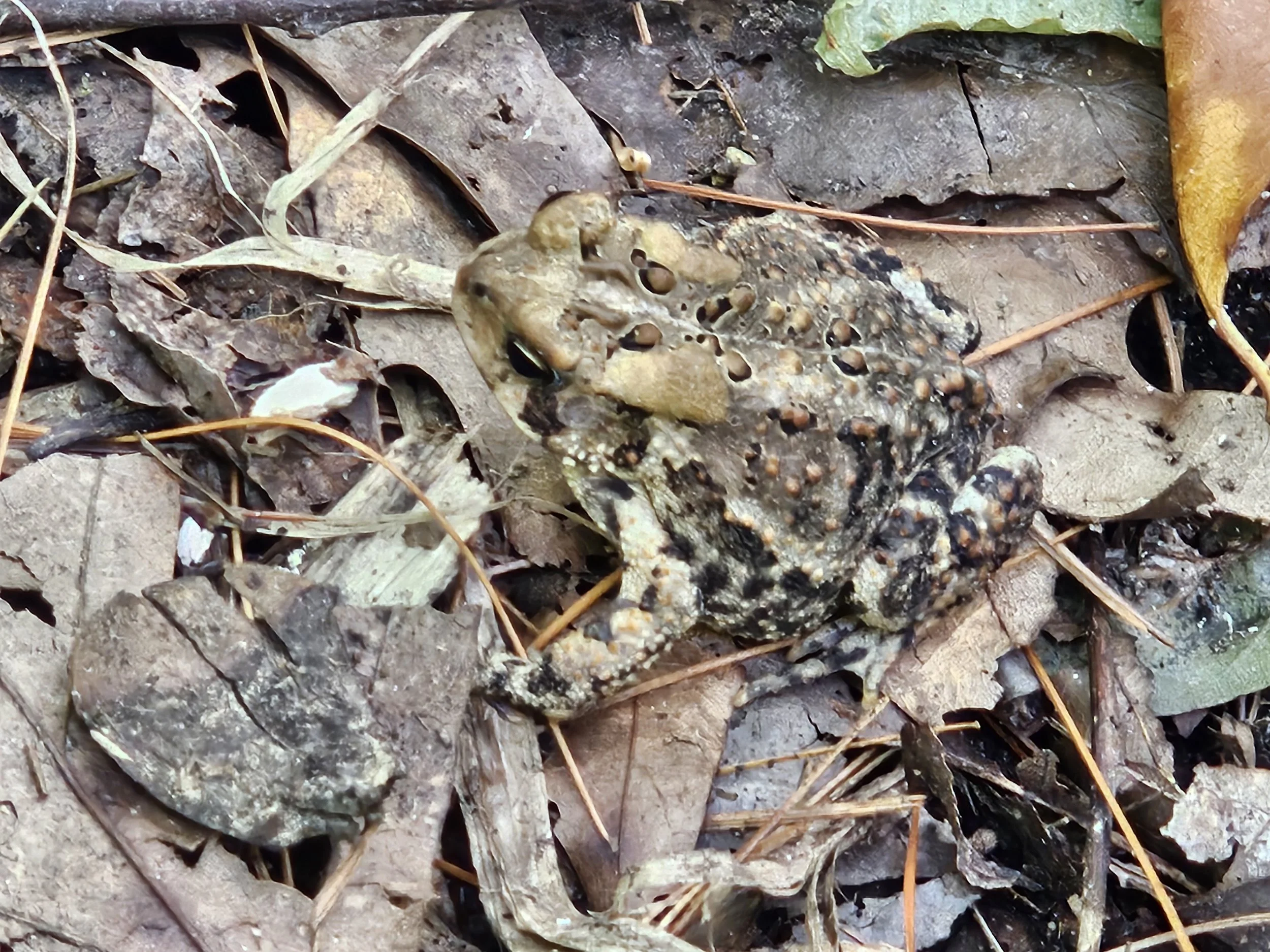 American Toad 20250901_120457.jpg