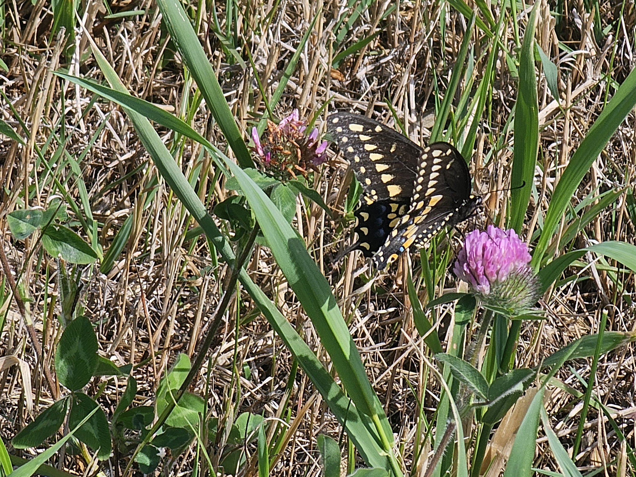 Black Swallowtail 20250901_111117.jpg