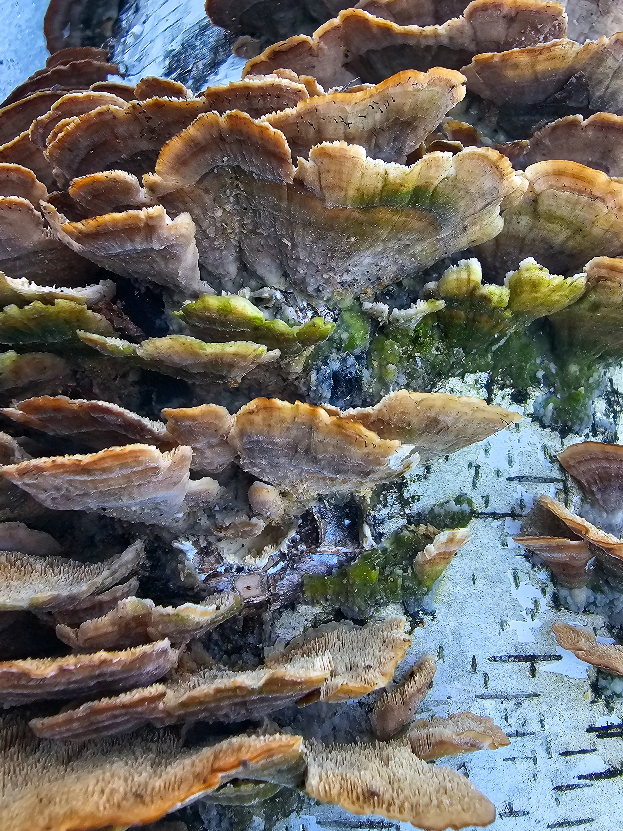 Violet toothed Polypore C 20260308_164938.jpg