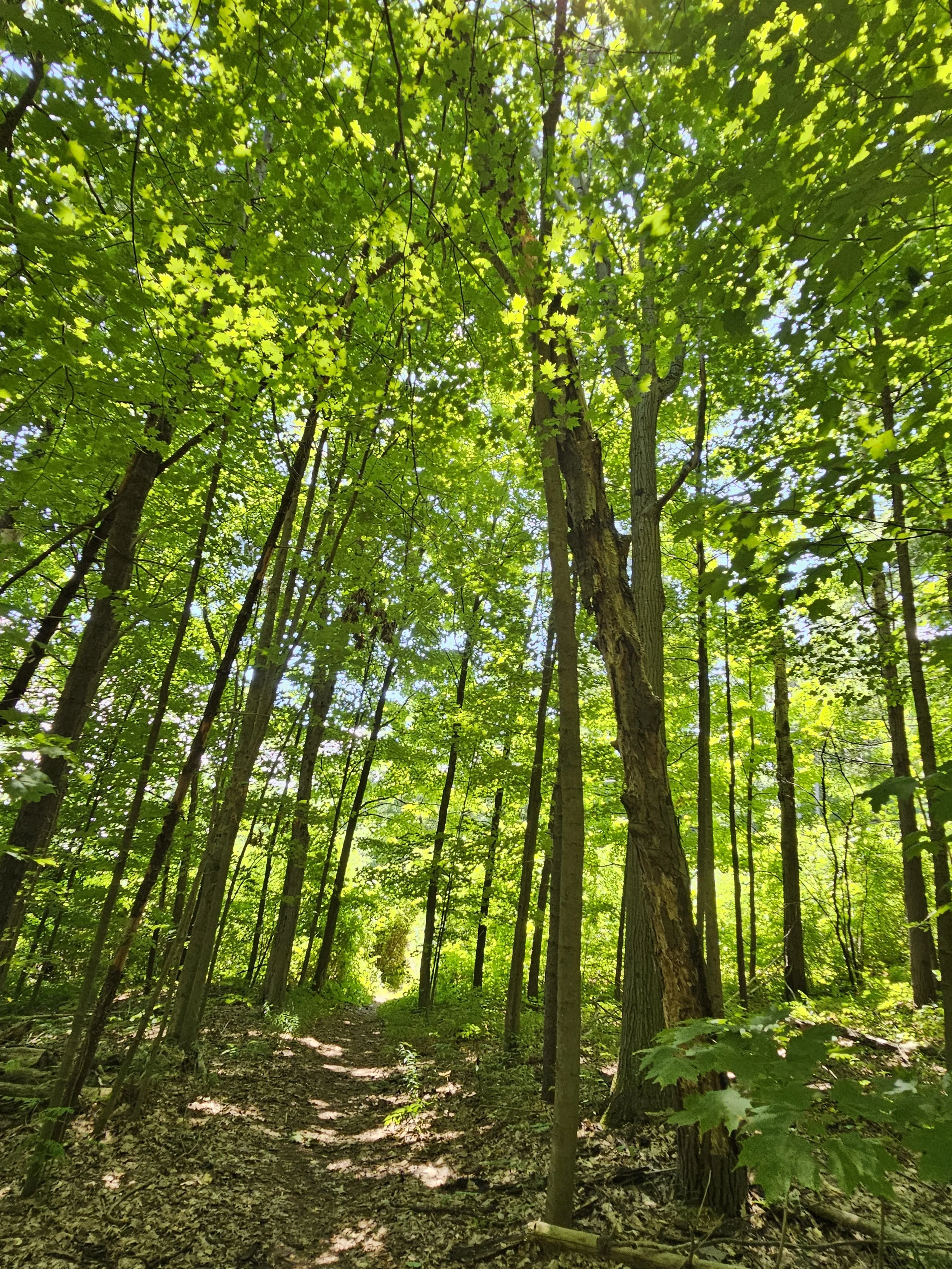 Trail in summer 20250704_132044.jpg