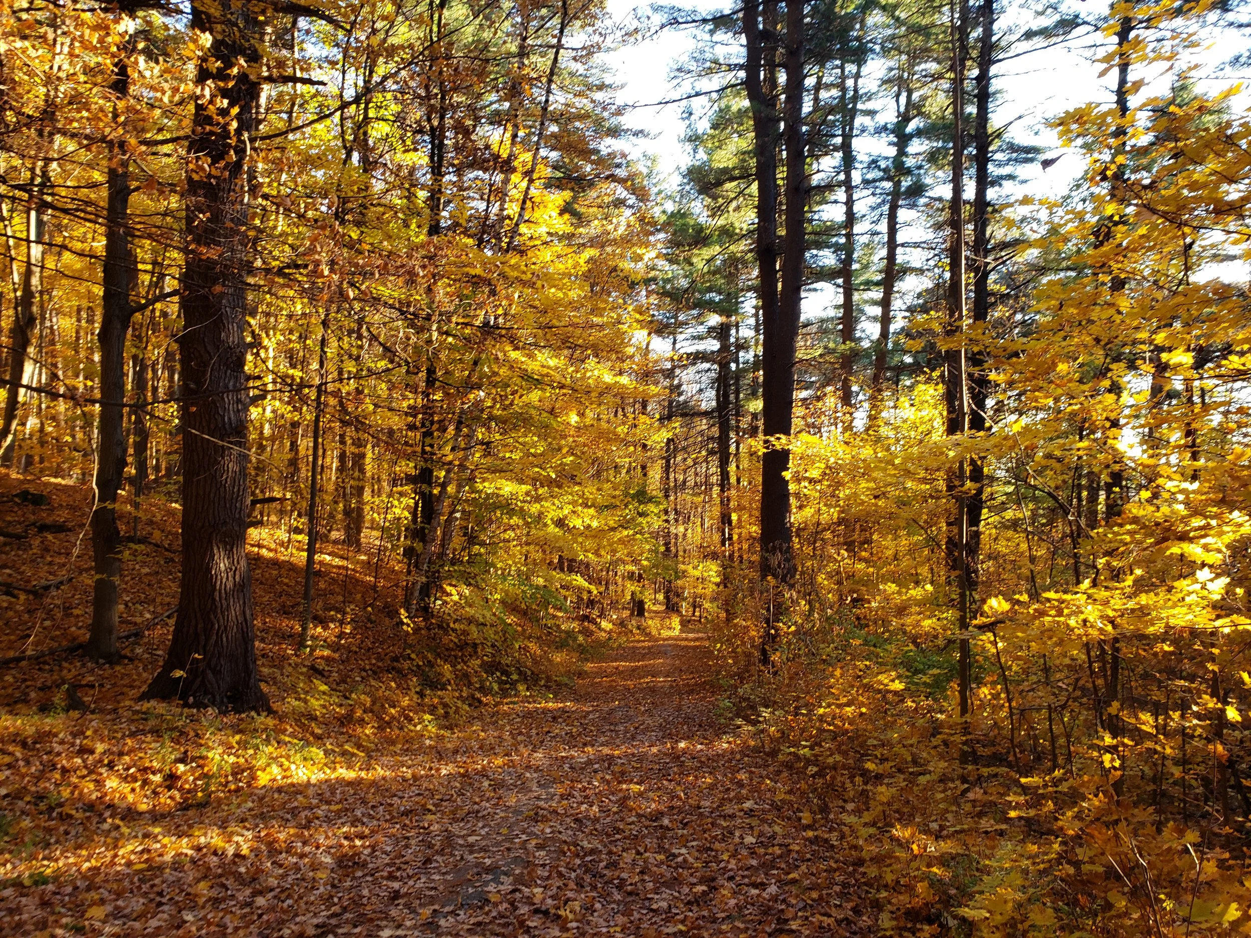 TAM on Chipman in Fall near view west 20211107_153045.jpg