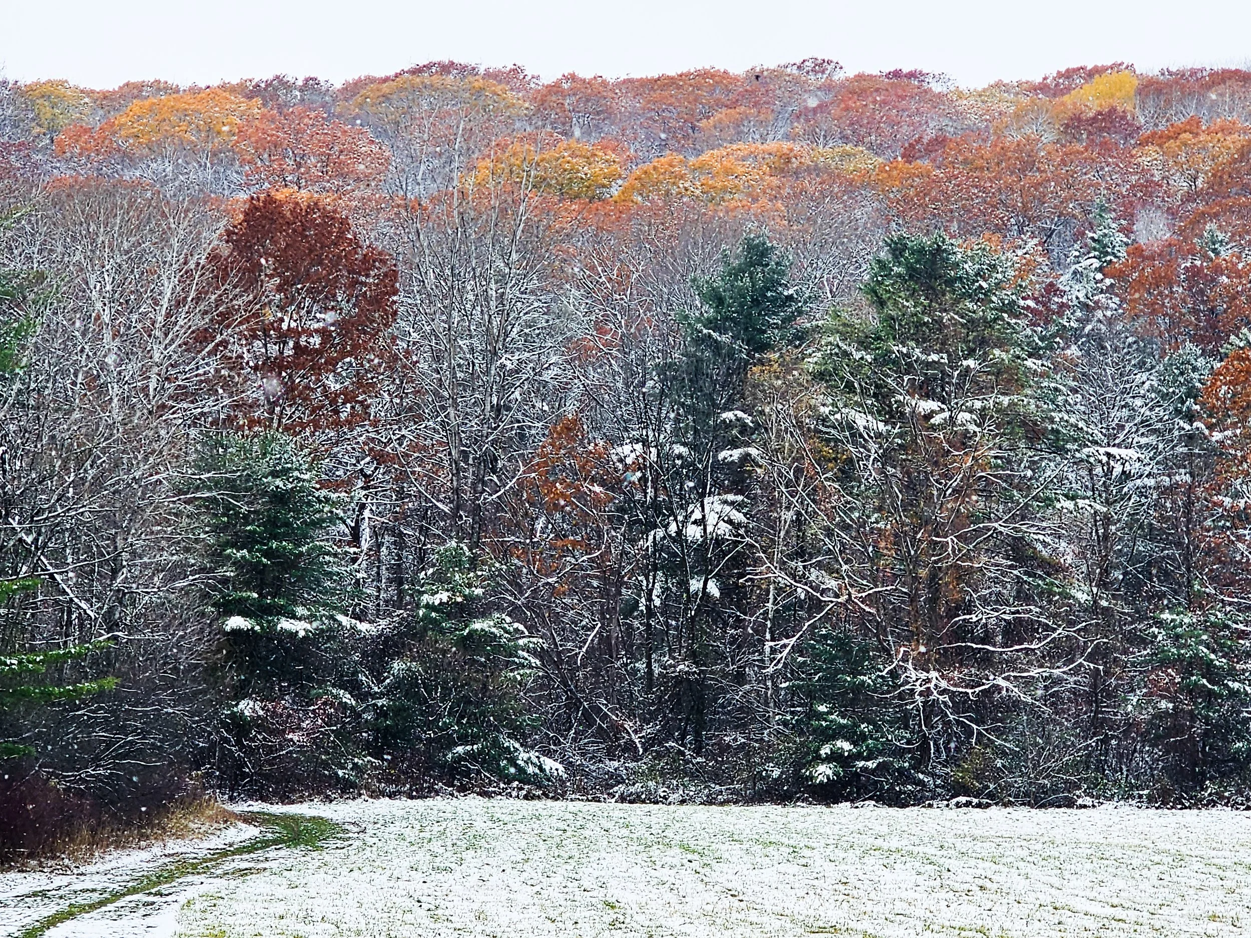 TAM heading up to Chipman from Washington St 20251112_111151.jpg