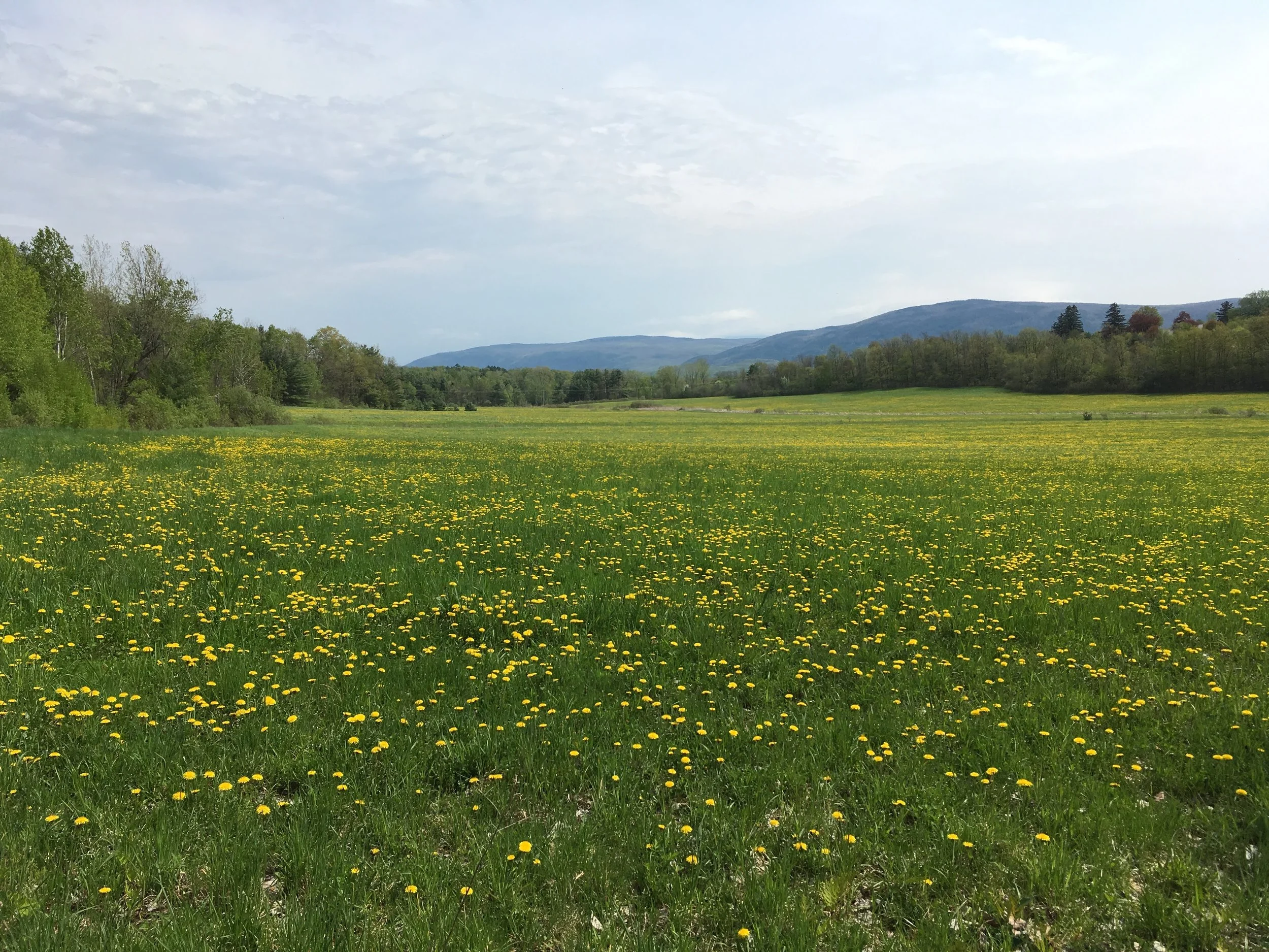 5May_DandelionBlooms_baseofChipmanhill.JPG