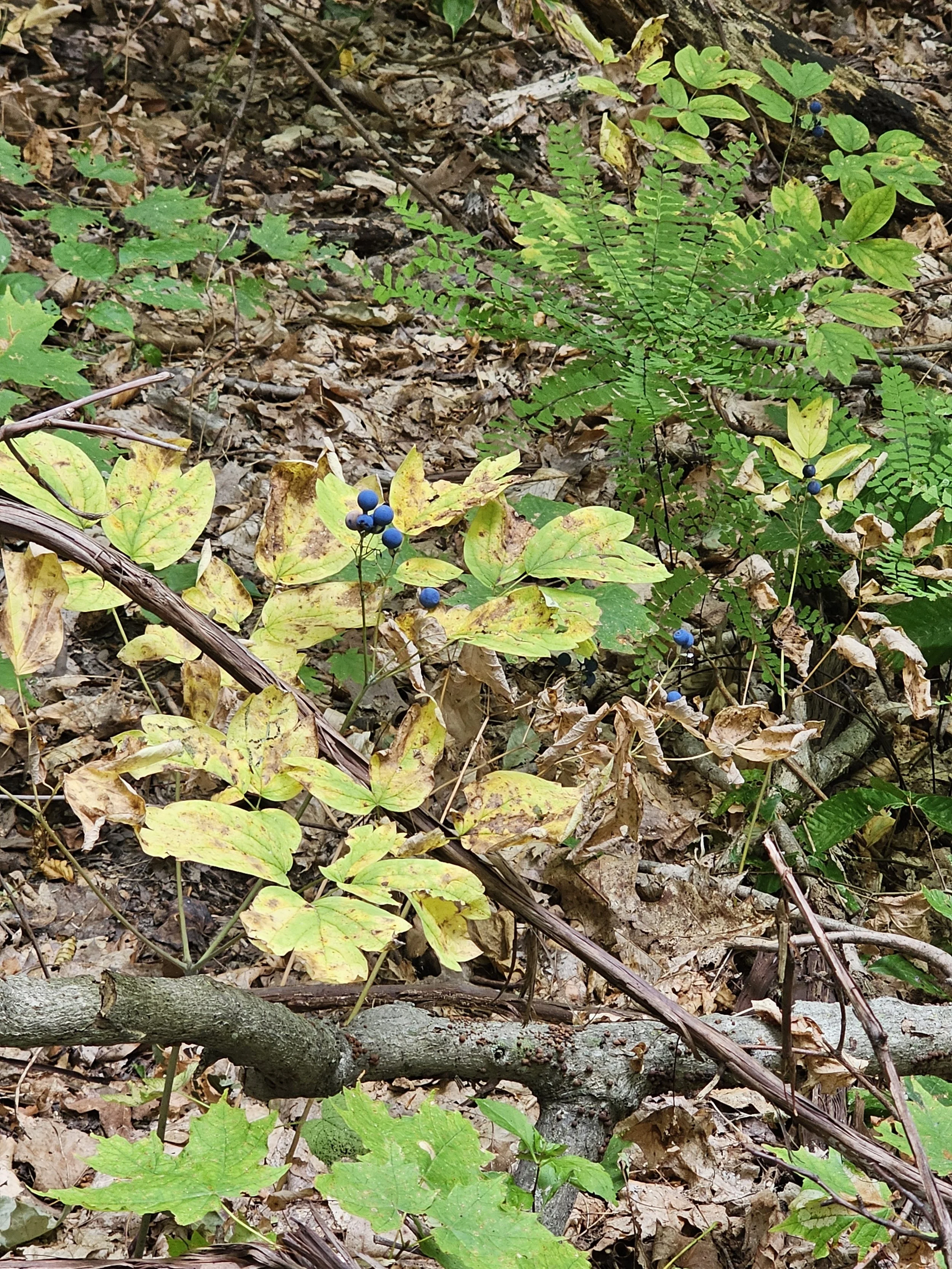 Blue Cohosh with Maidenhair Fern 20250819_130444.jpg
