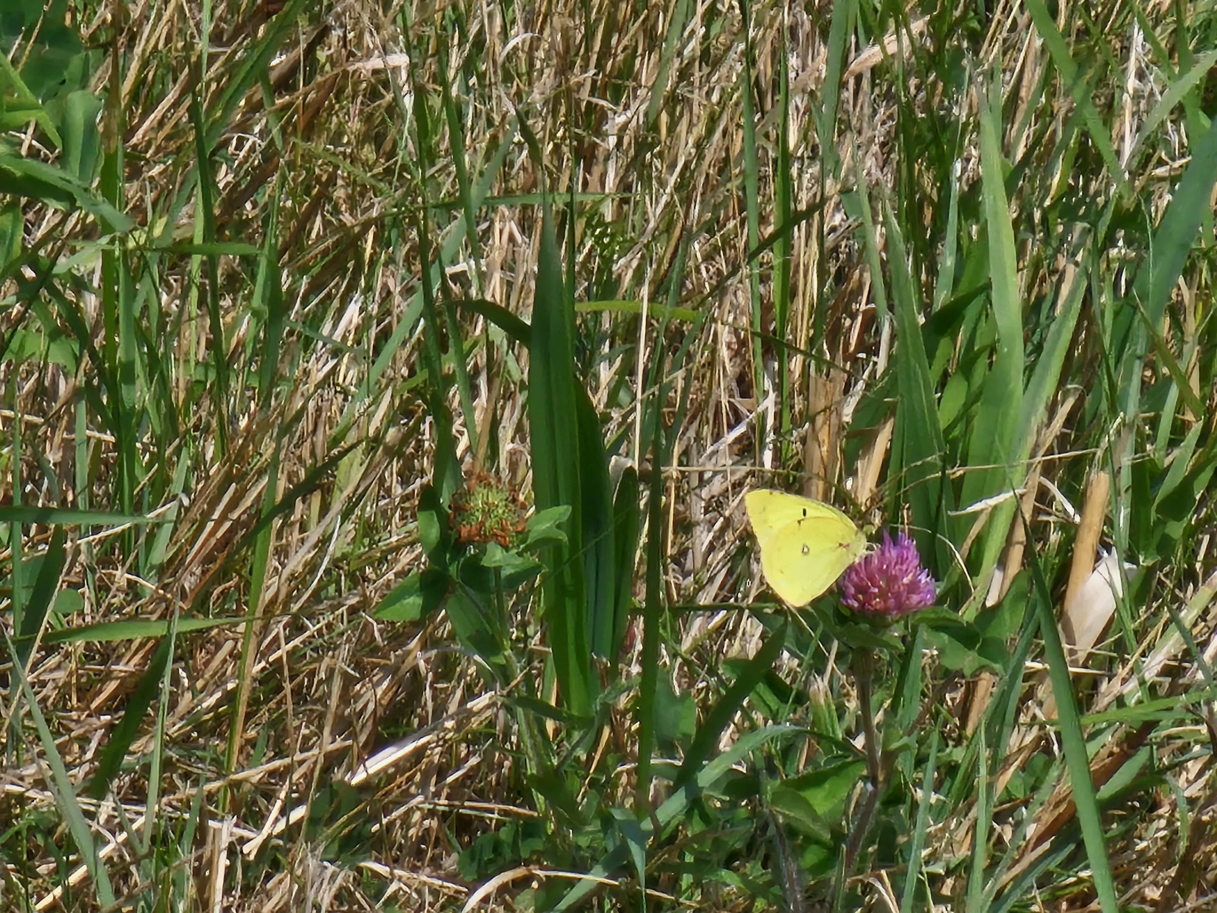 Clouded Sulphur 20250901_111309.jpg