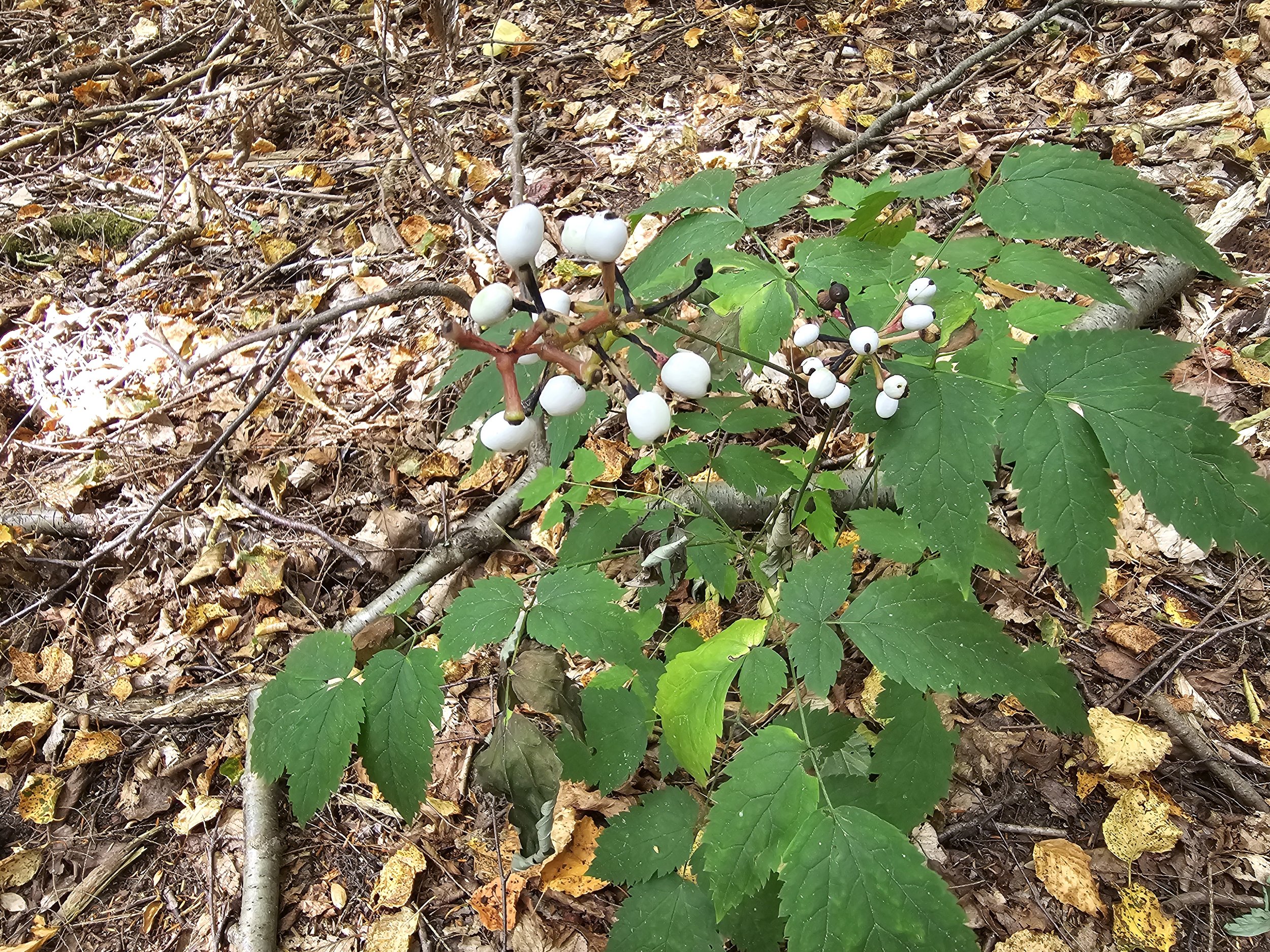 Dolls Eyes or White Baneberry 20250819_103427.jpg