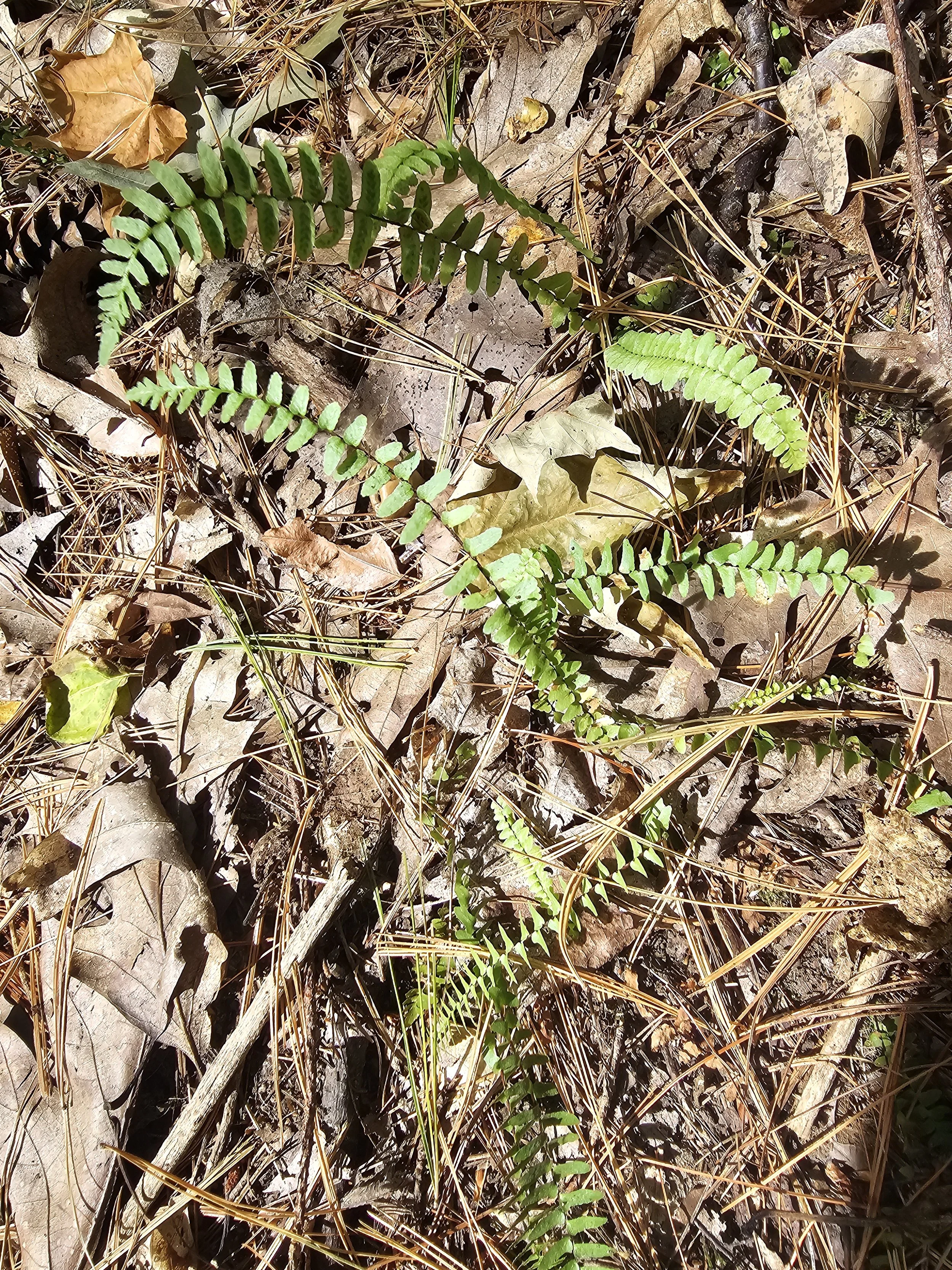 Ebony Spleenwort 20250901_124639.jpg