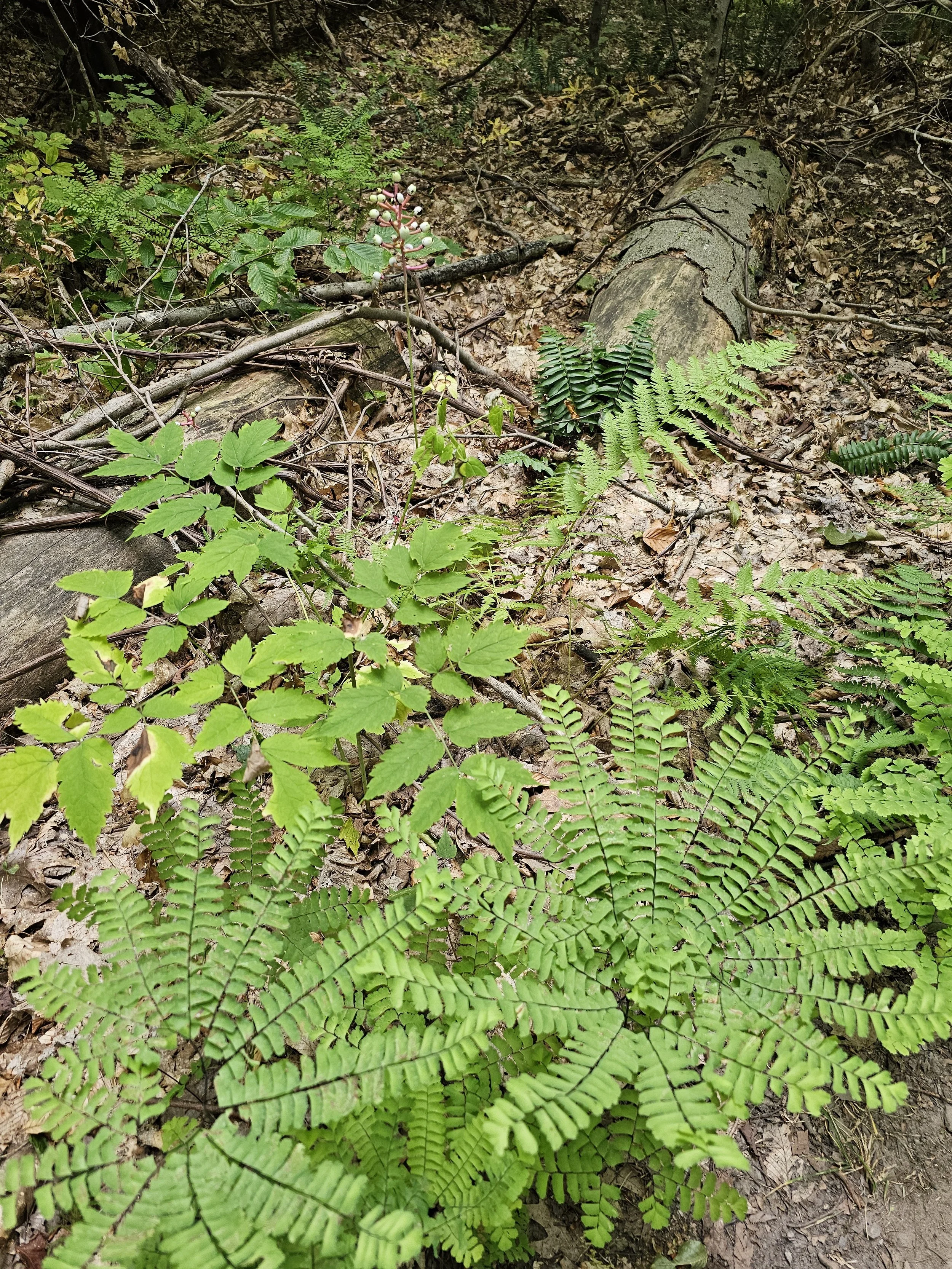 Maidenhair Fern 20250819_130433.jpg