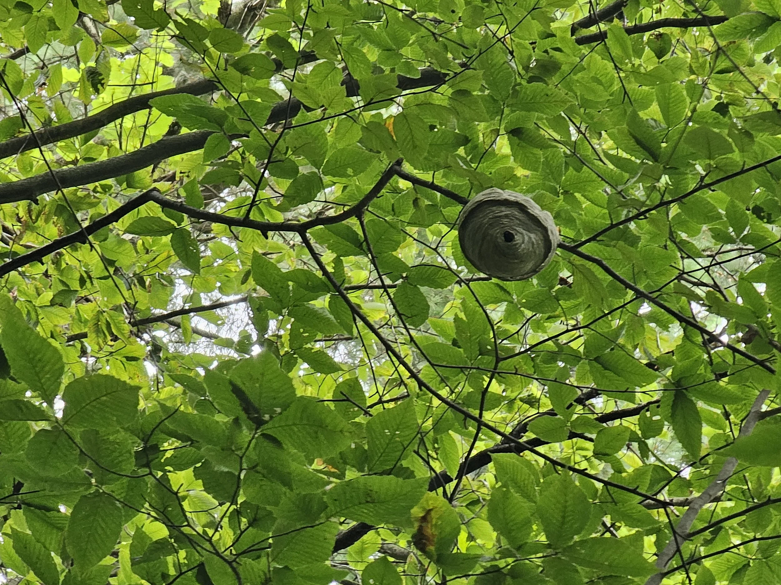 Paper wasp nest 20250819_133026.jpg