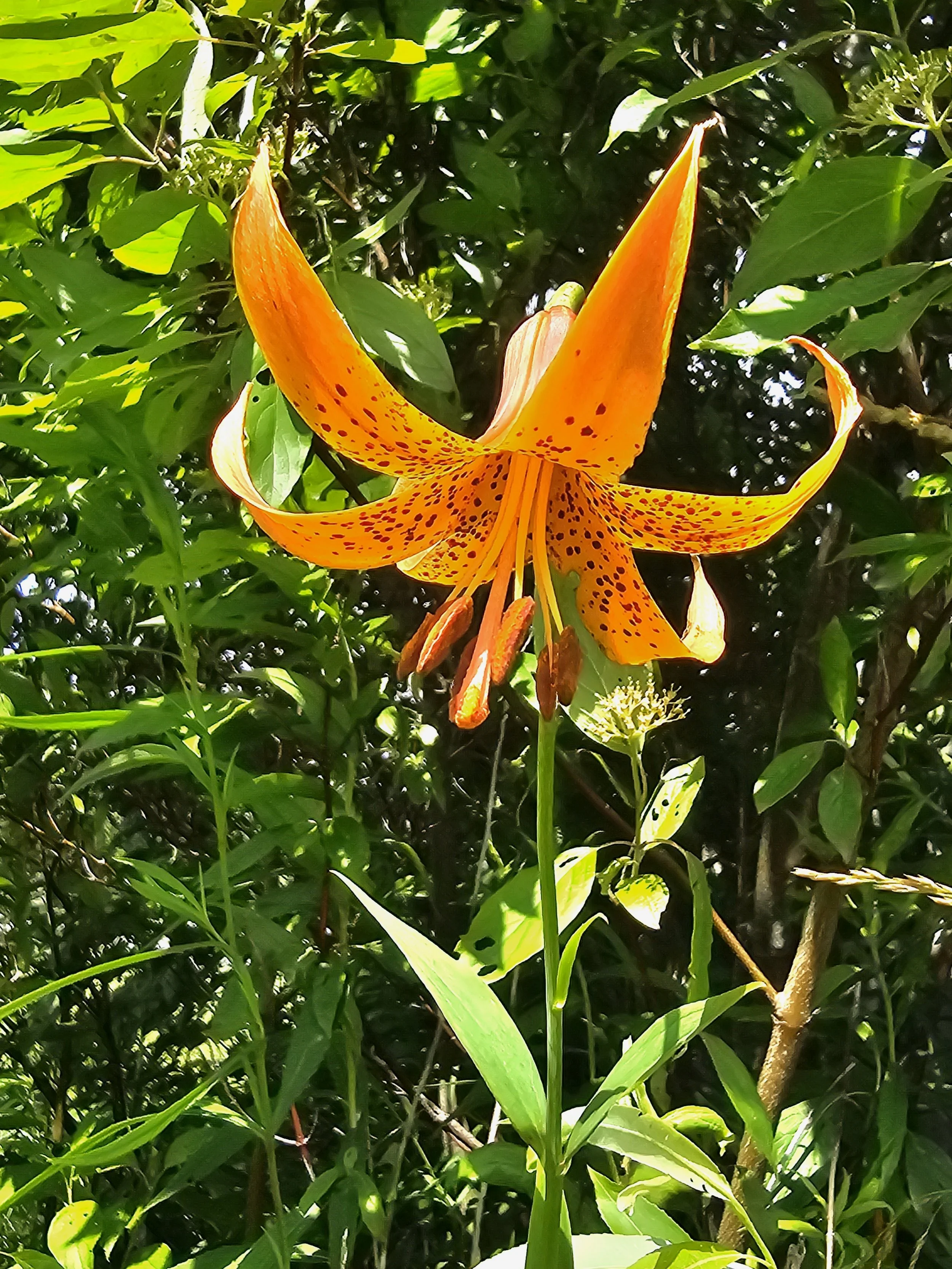 Canada Lily 20250704_100412.jpg
