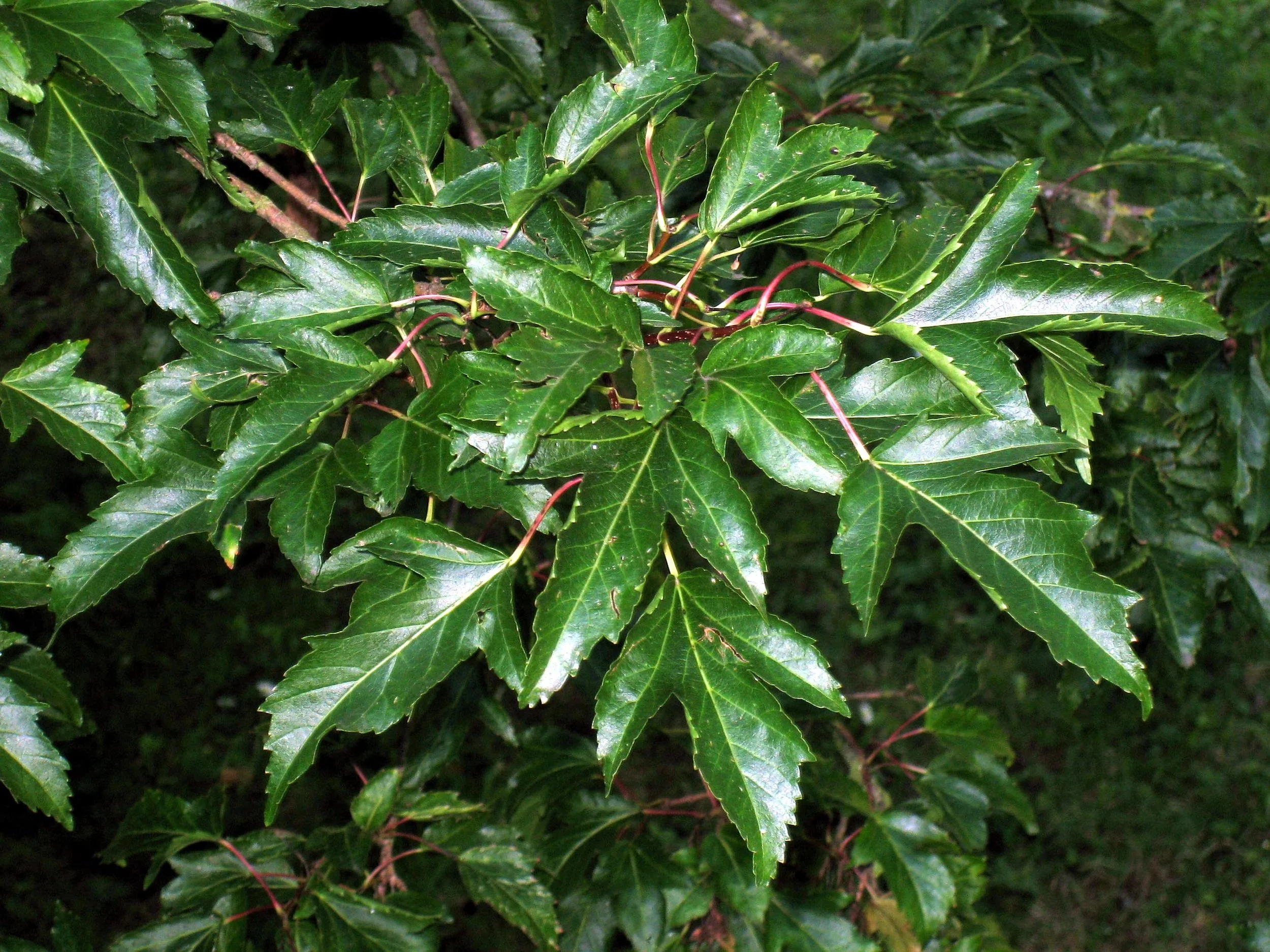 Amur maple (Acer ginnala)