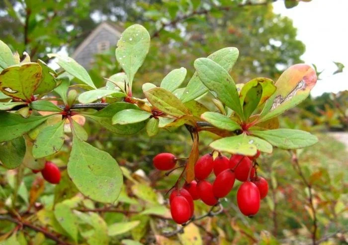 Japanese barberry (Berberis thunbergii)