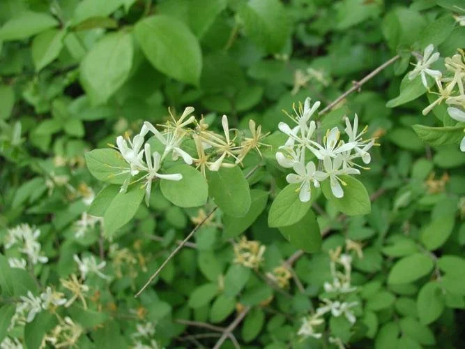 Honey suckle (Lonicera sp.)