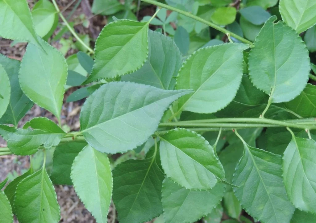 Roundleaf bittersweet (Celastrus orbiculatus)