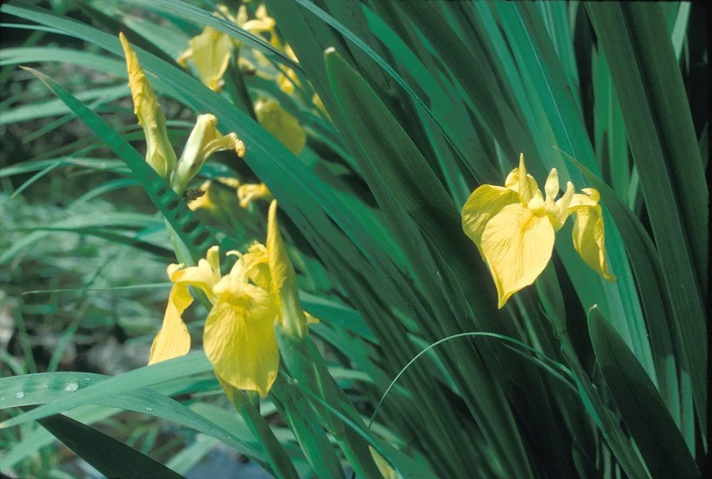 Yellow Flag Iris (Iris pseudacorus)