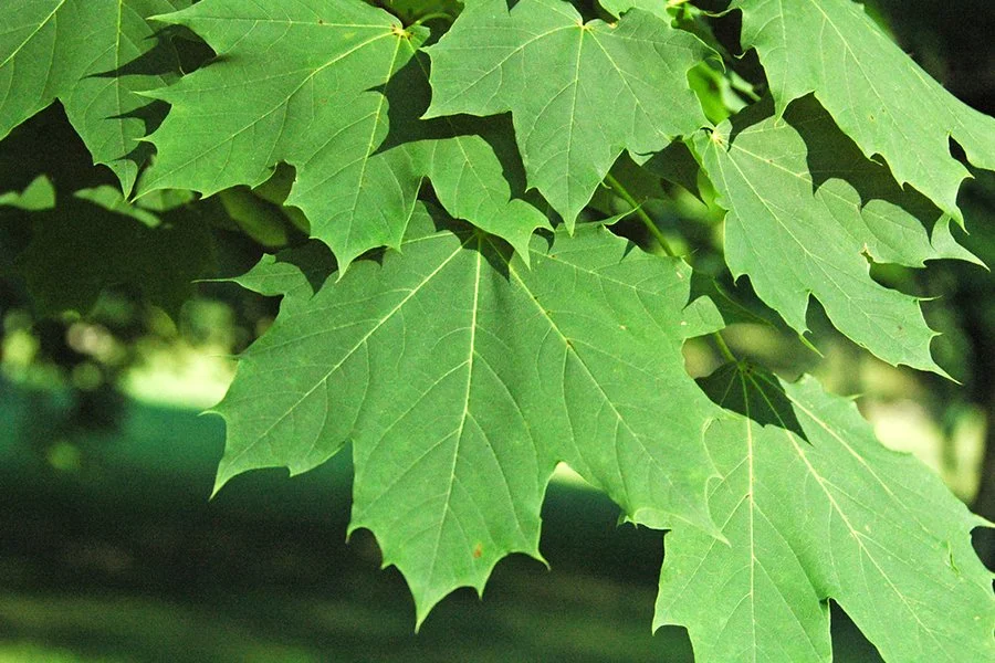 Norway maple (Acer platanoides)